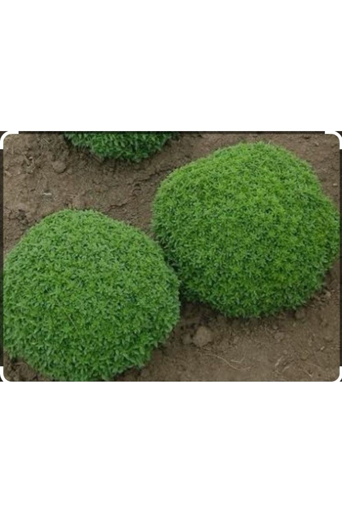 Tarımsal Ve Hayvansal Ürünler Sivrisinek Kovucu Bitki Tohumu