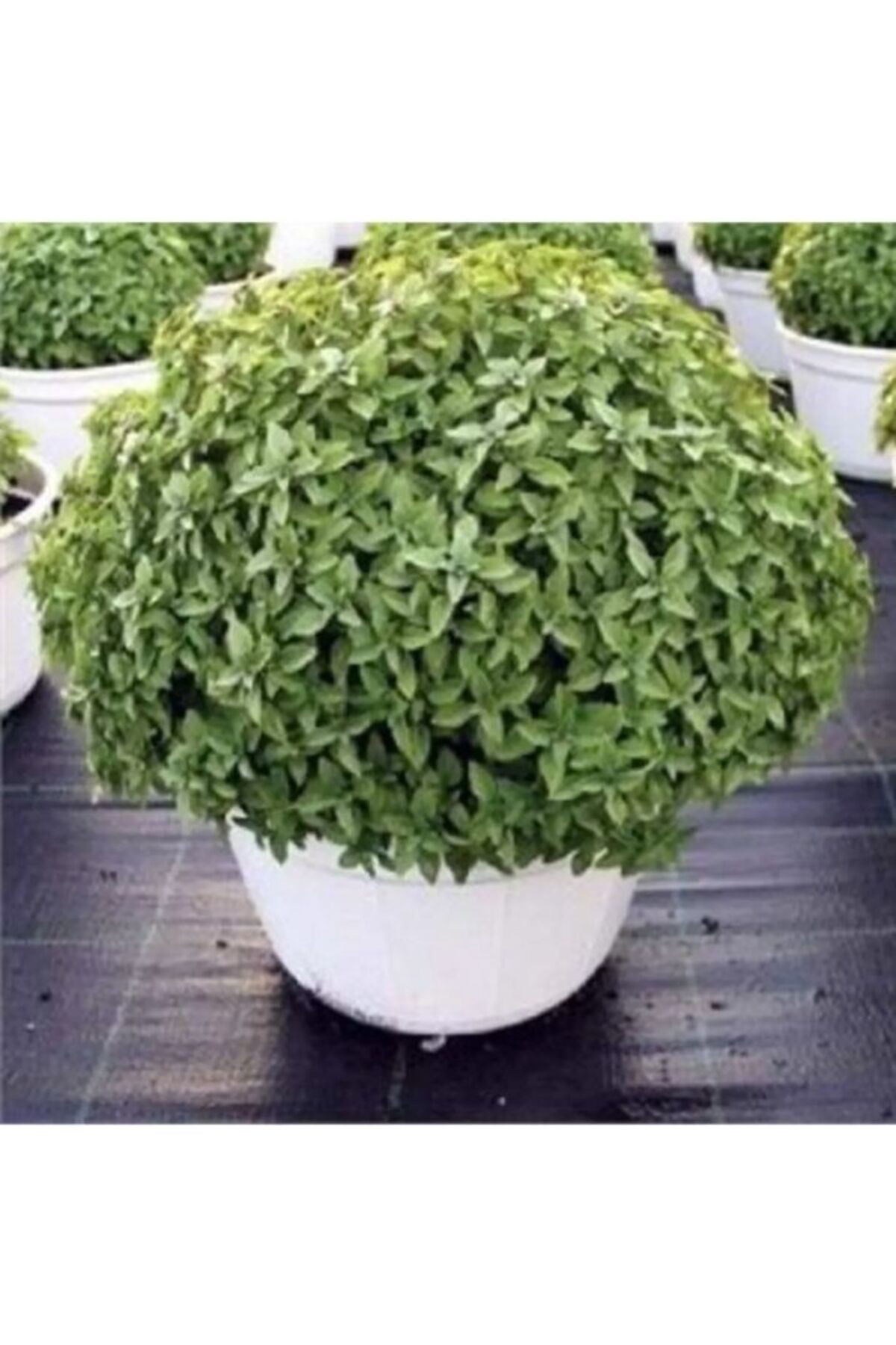 Tarımsal Ve Hayvansal Ürünler Sivrisinek Kovucu Bitki Tohumu