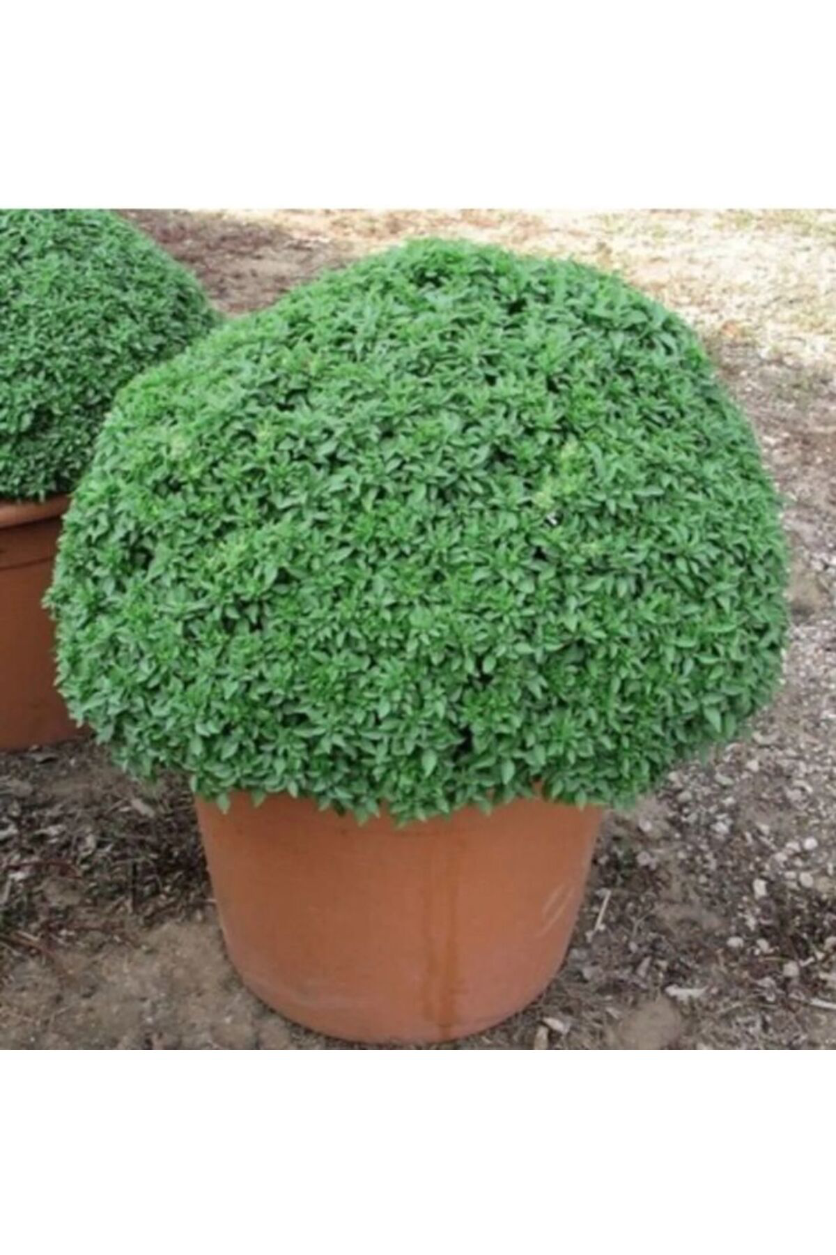 Tarımsal Ve Hayvansal Ürünler Sivrisinek Savar Tohumu (Ortalama 750 Adet)