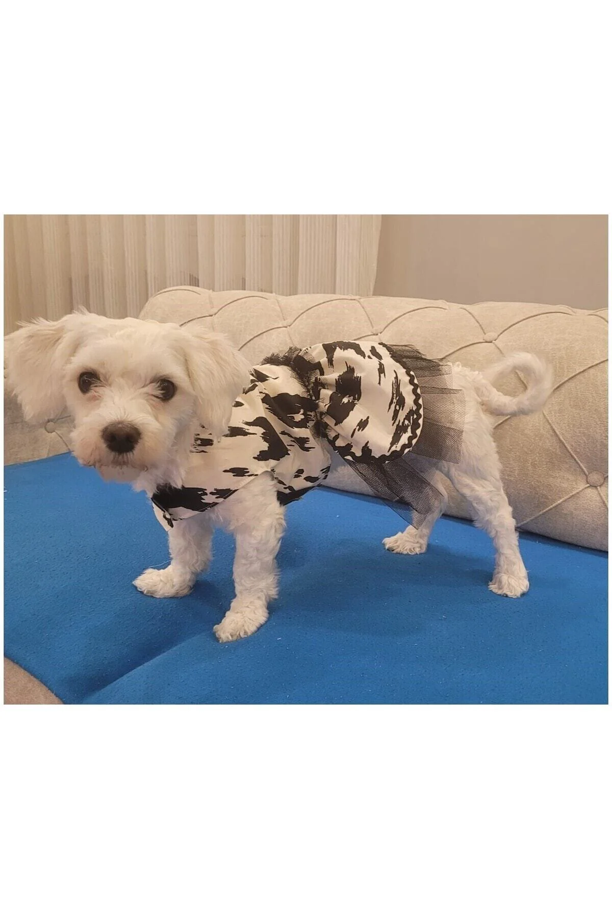 Siyah Beyaz Leopar Desenli Tüllü Kedi Köpek Kıyafeti Elbisesi Sma