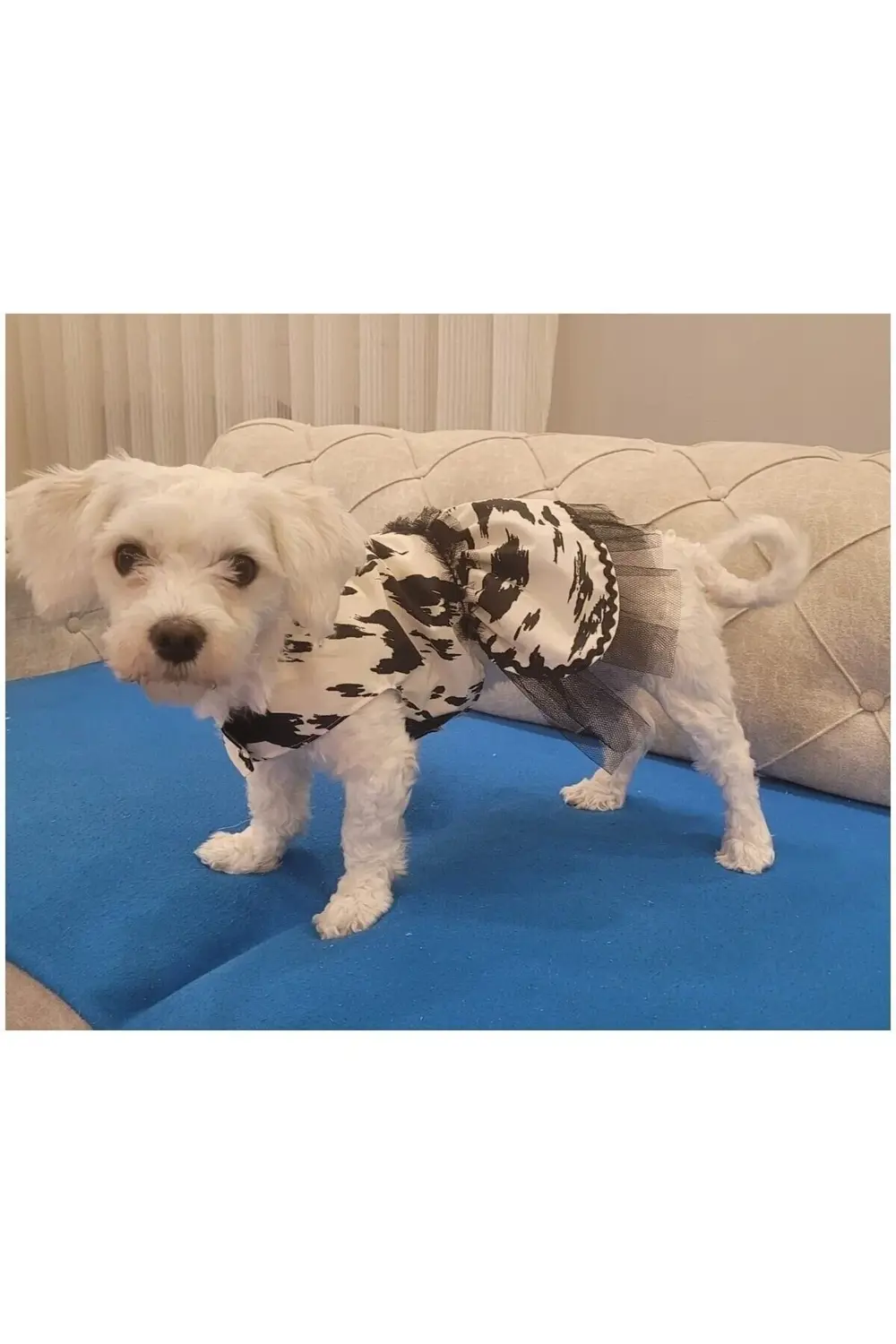 Siyah Beyaz Leopar Desenli Tüllü Kedi Köpek Kıyafeti Elbisesi