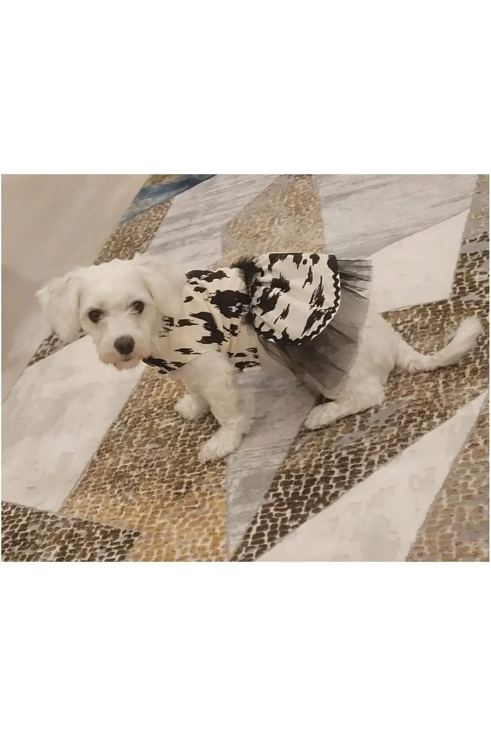 Siyah Beyaz Leopar Desenli Tüllü Kedi Köpek Kıyafeti Elbisesi