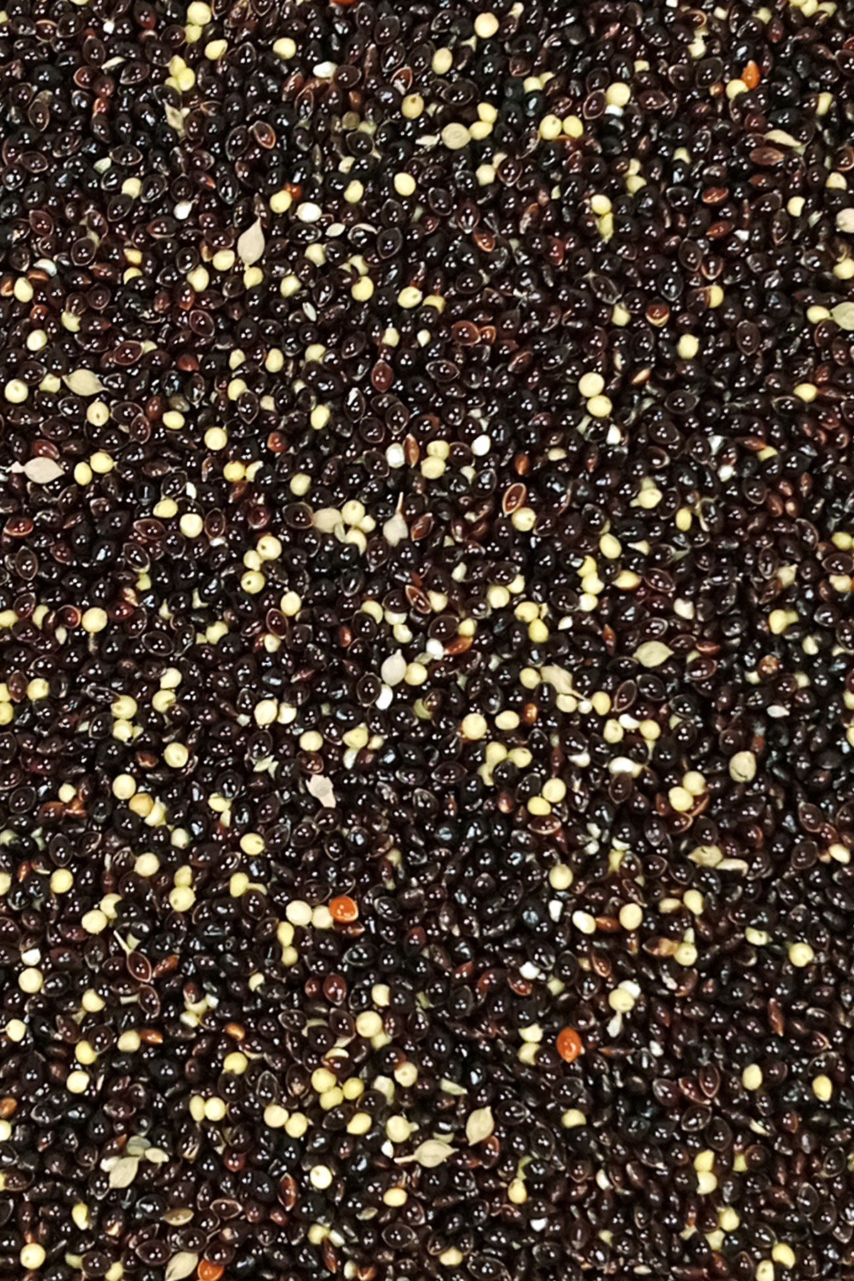 Siyah Darı Sade Tozsuz Doğal Taze Kuş Yemi - 10 kg