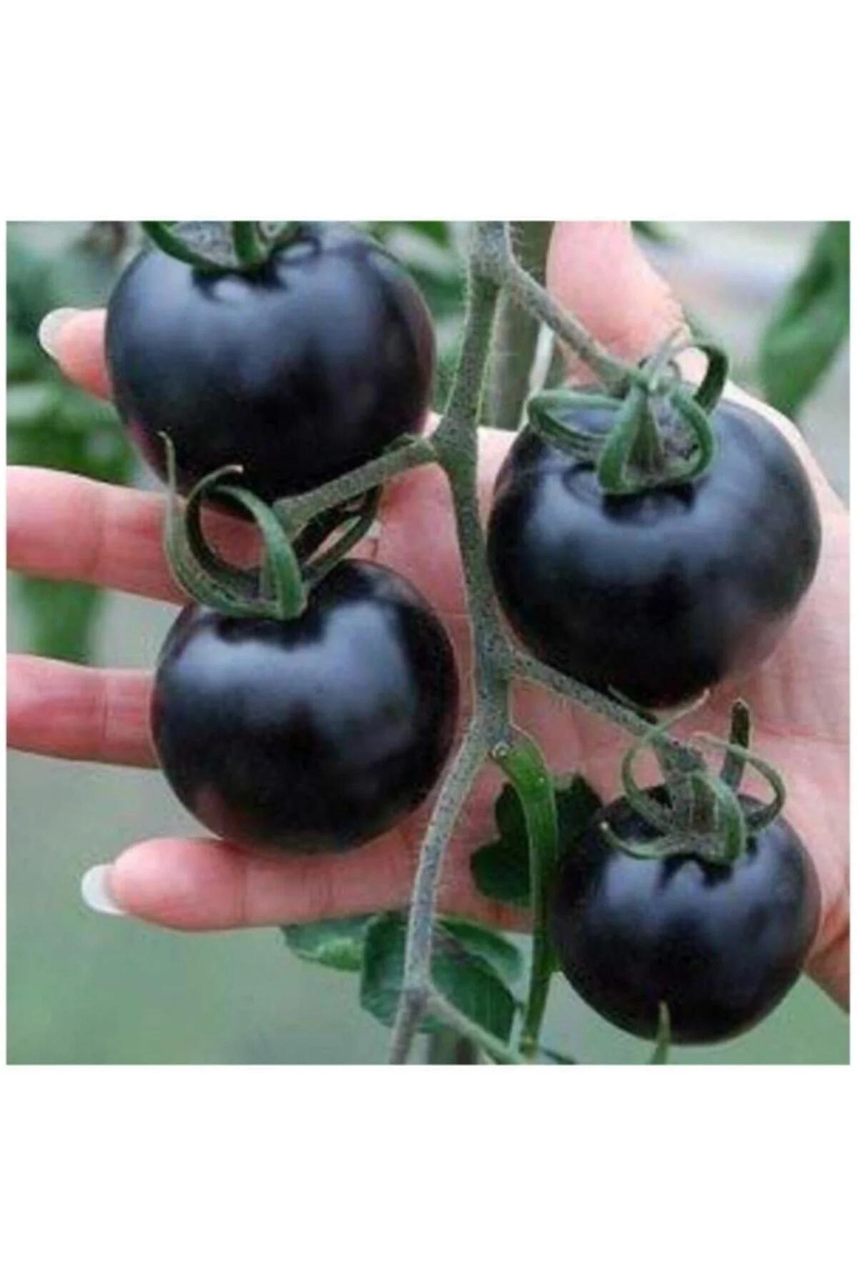 Siyah Domates Tohumu 20 Adet Tohum Black Tomato
