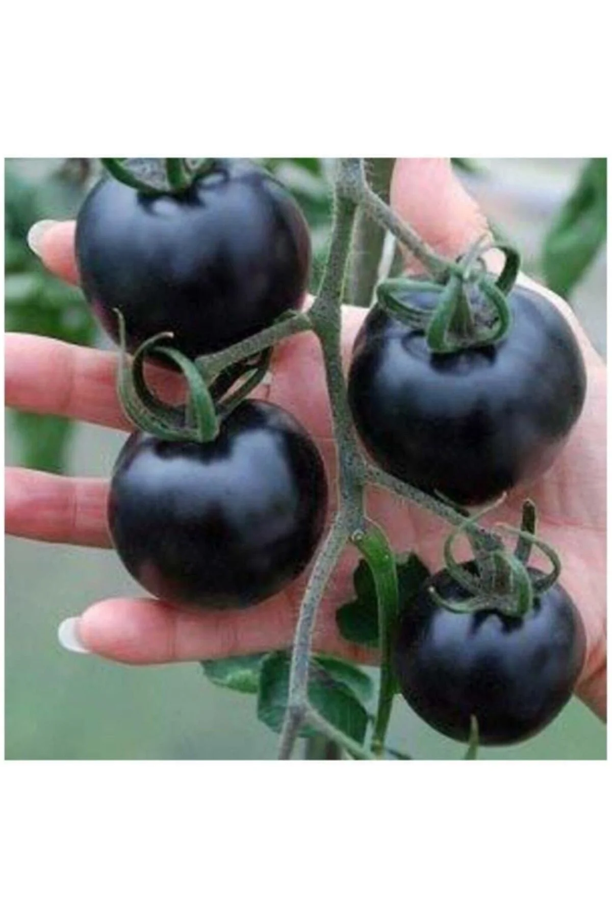 Siyah Domates Tohumu 20 Adet Tohum Black Tomato