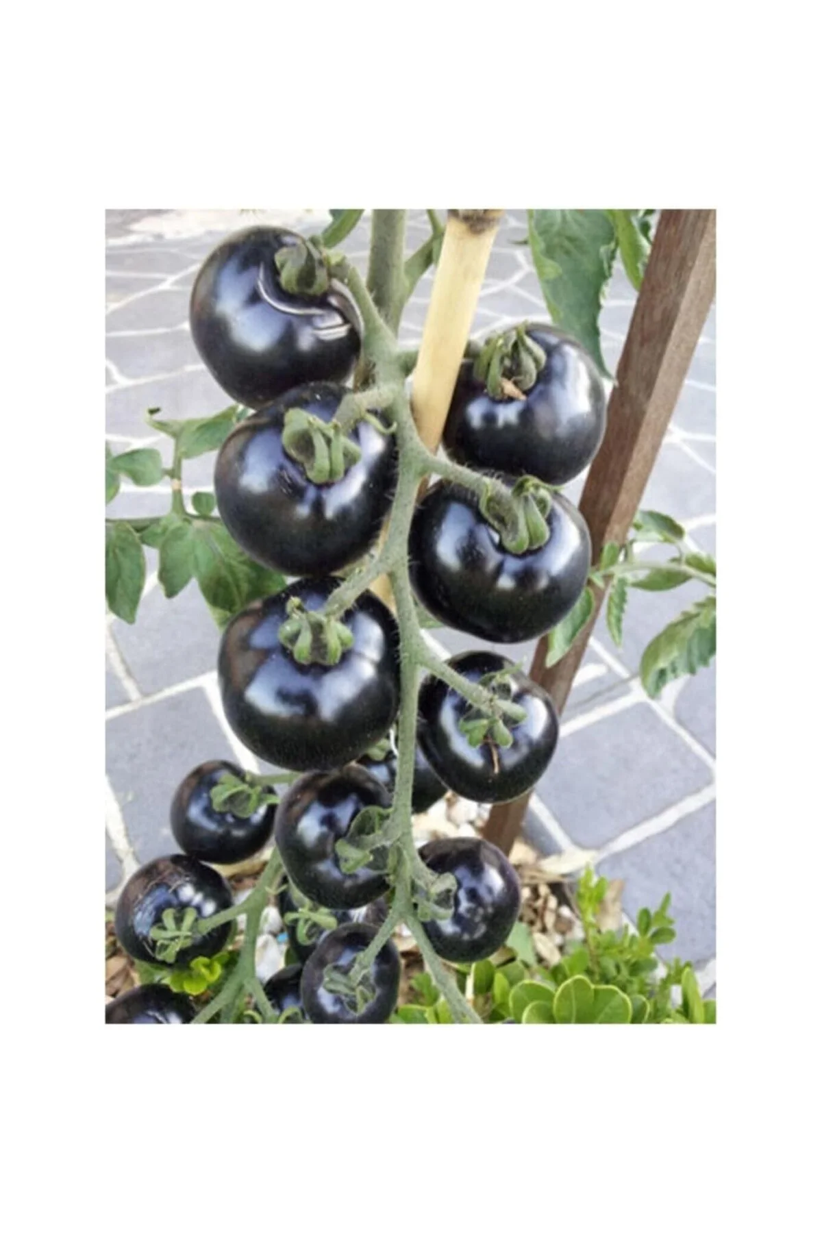 Siyah Domates Tohumu 20 Adet Tohum Black Tomato