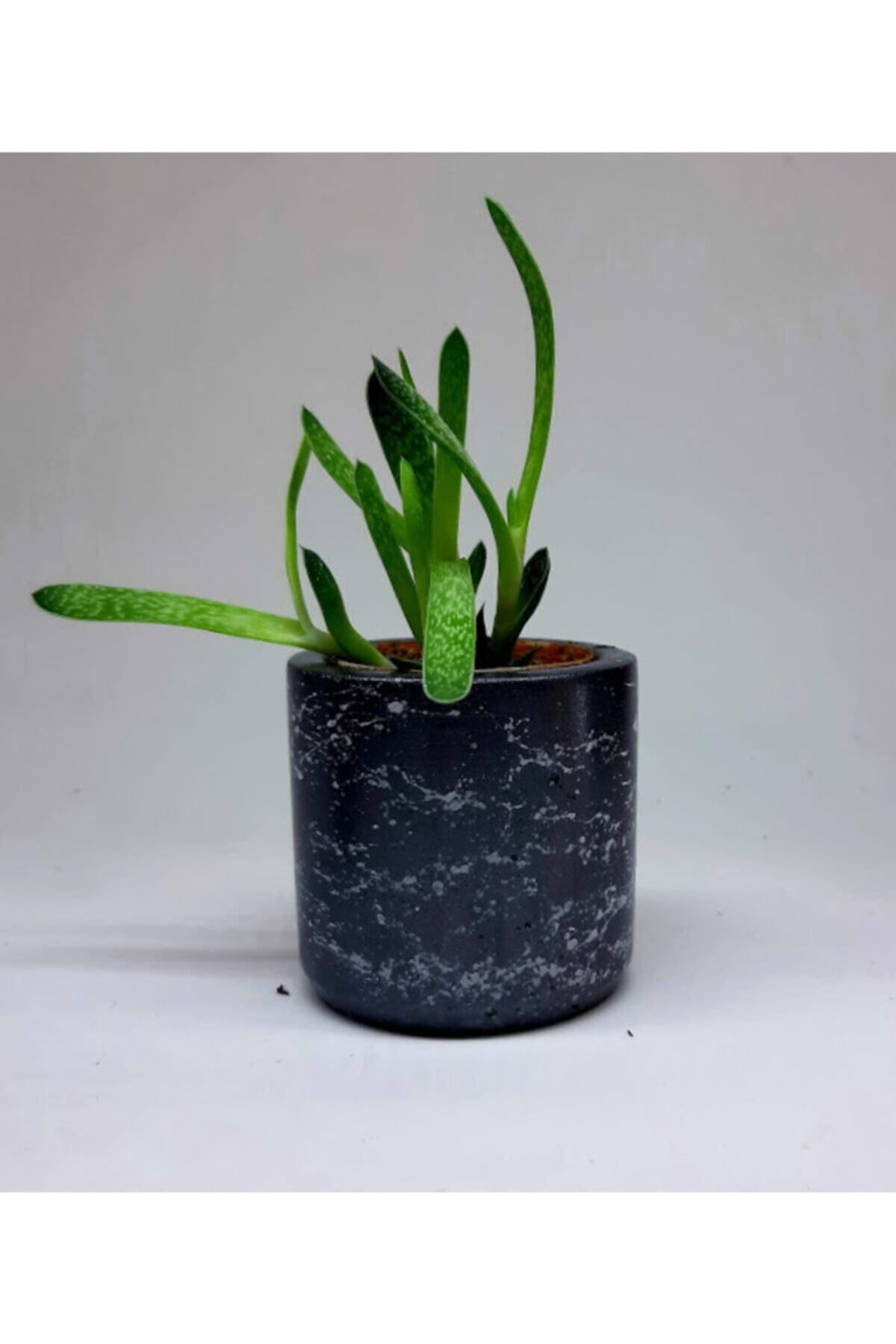 Dodemert Home Siyah Efektli Beton Saksı & Mumluk & Kalemlik