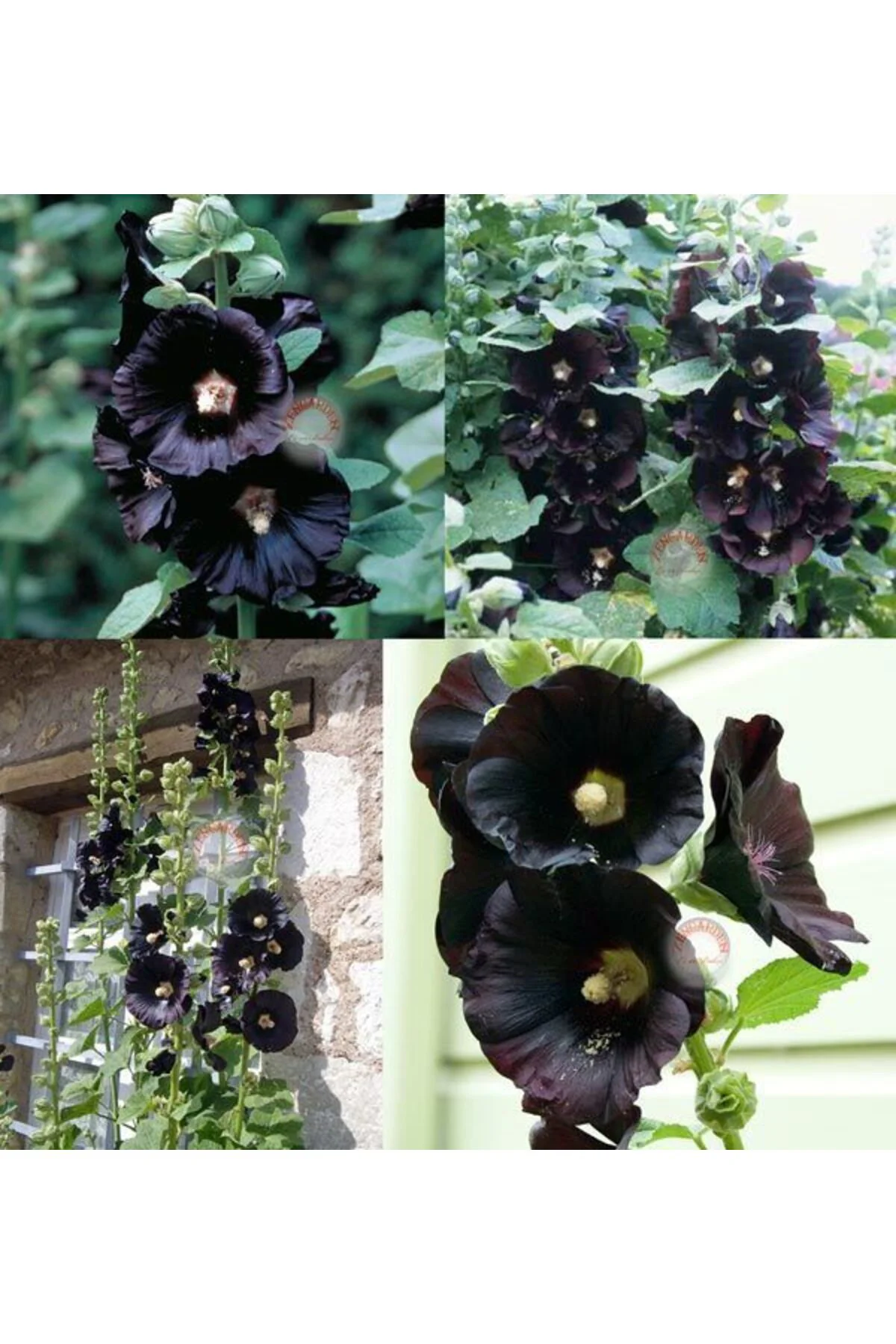 Siyah gülhatmi tohumu hollyhock alcea rosea nigra Fiyatı, Yorumları ve Özellikleri