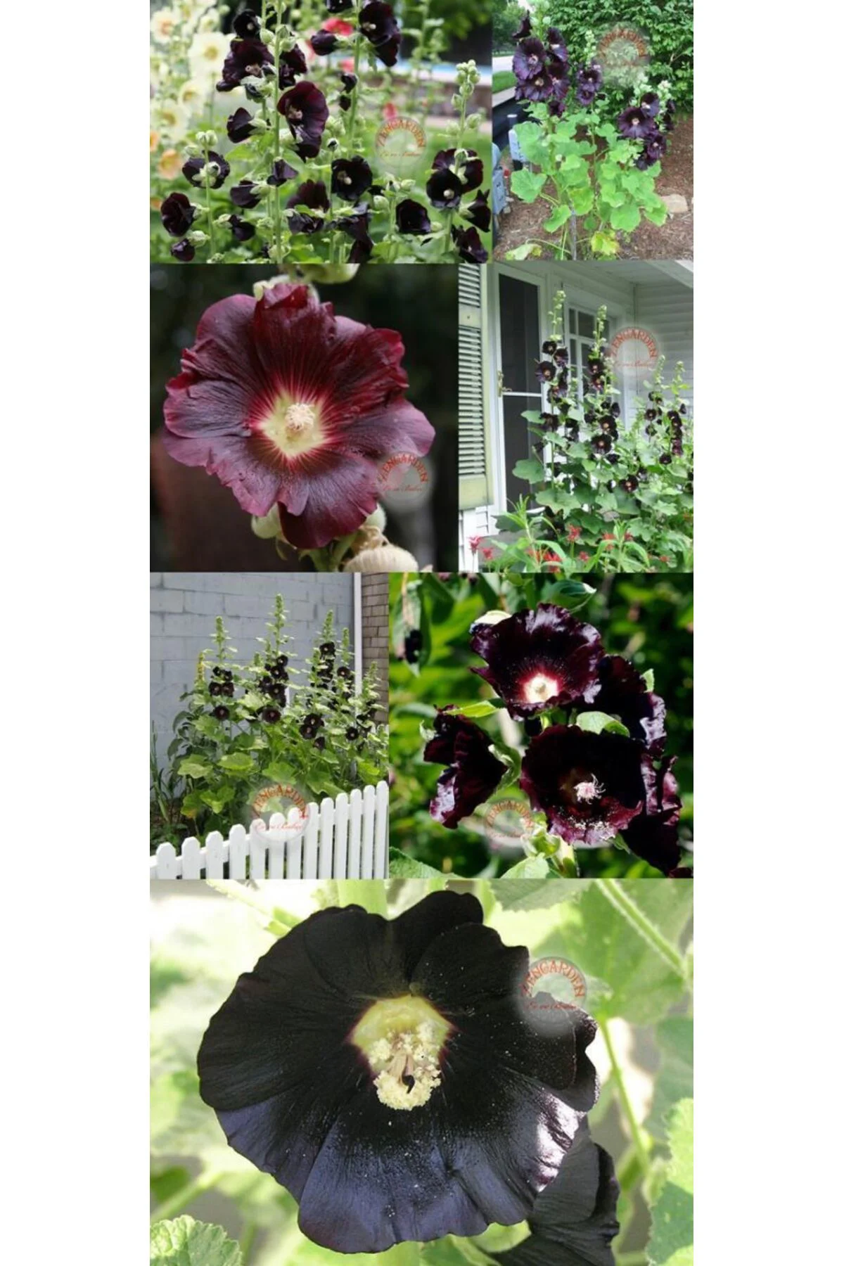 Siyah gülhatmi tohumu hollyhock alcea rosea nigra Fiyatı, Yorumları ve Özellikleri
