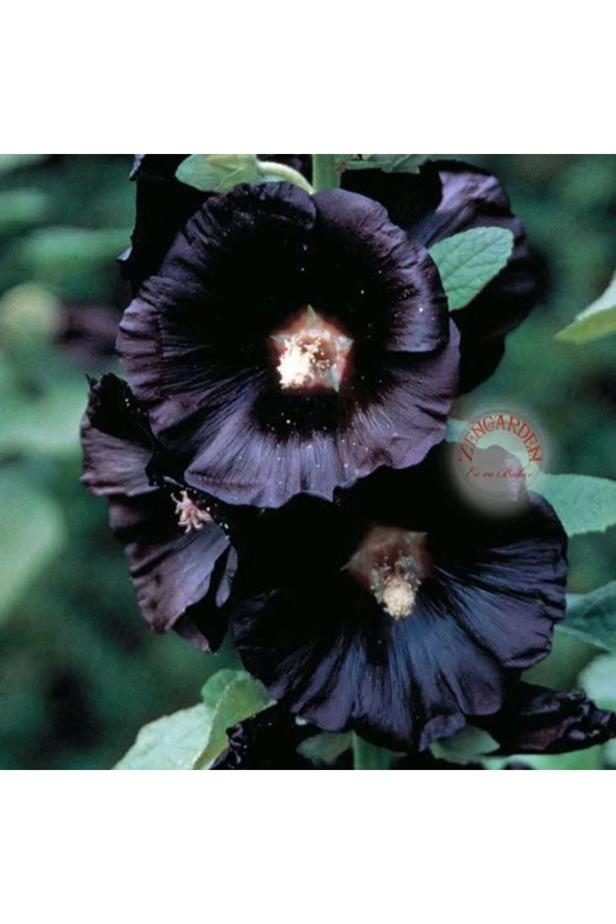 Siyah gülhatmi tohumu hollyhock alcea rosea nigra Fiyatı, Yorumları ve Özellikleri