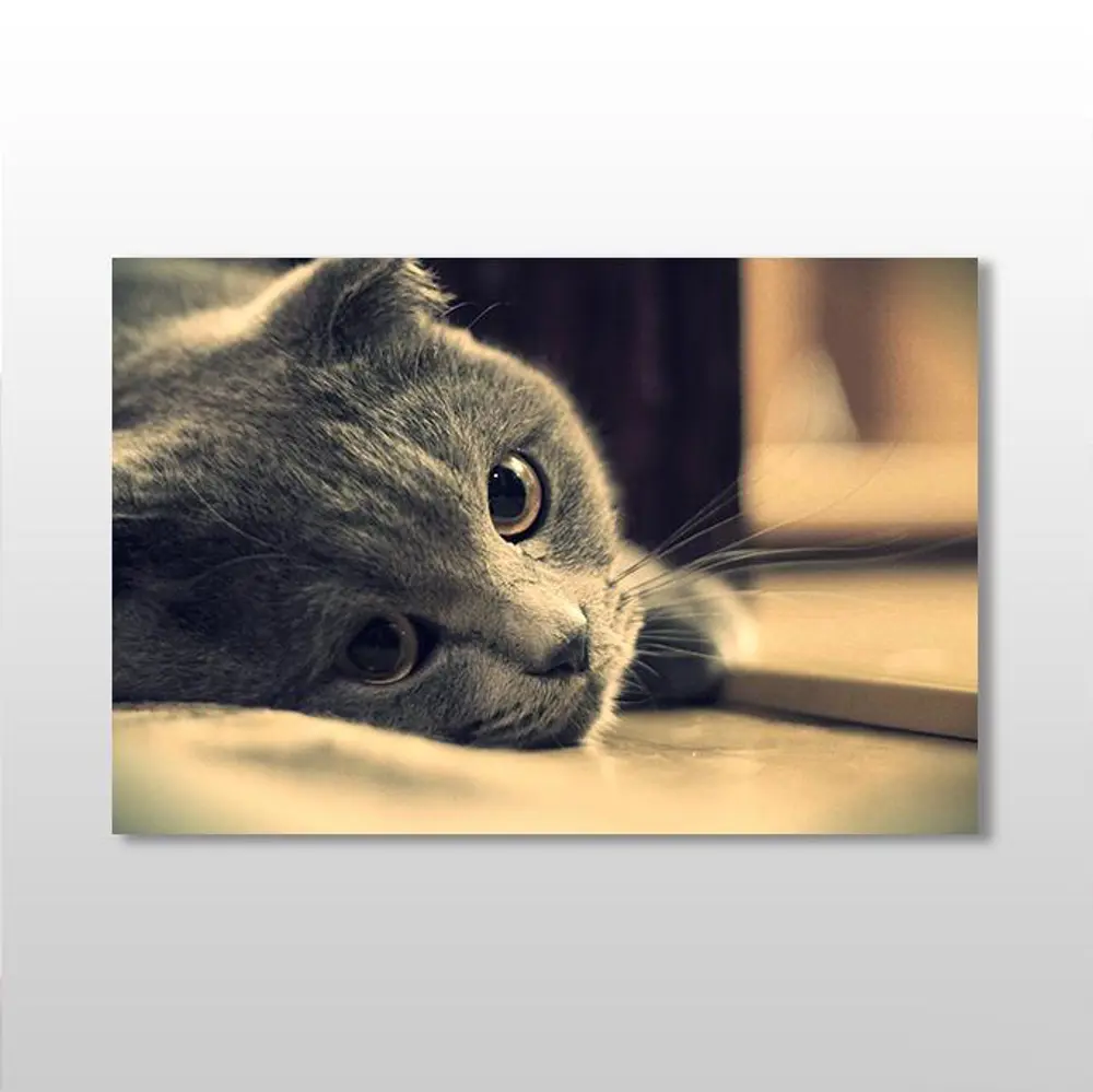 Siyah Kedi Kanvas Tablo Siyah Kedi Kanvas Tablo