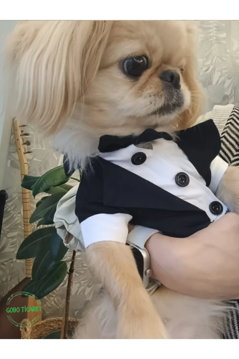 Siyah Papyonlu Smokin Damatlık Kedi ve Köpek Elbisesi Kıyafeti Ta