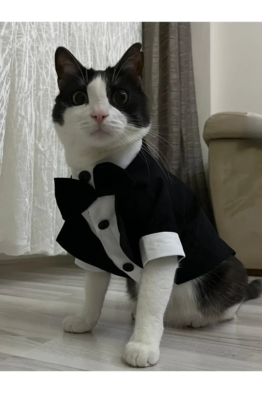 Siyah Papyonlu Smokin Damatlık Kedi ve Köpek Elbisesi Kıyafeti Ta