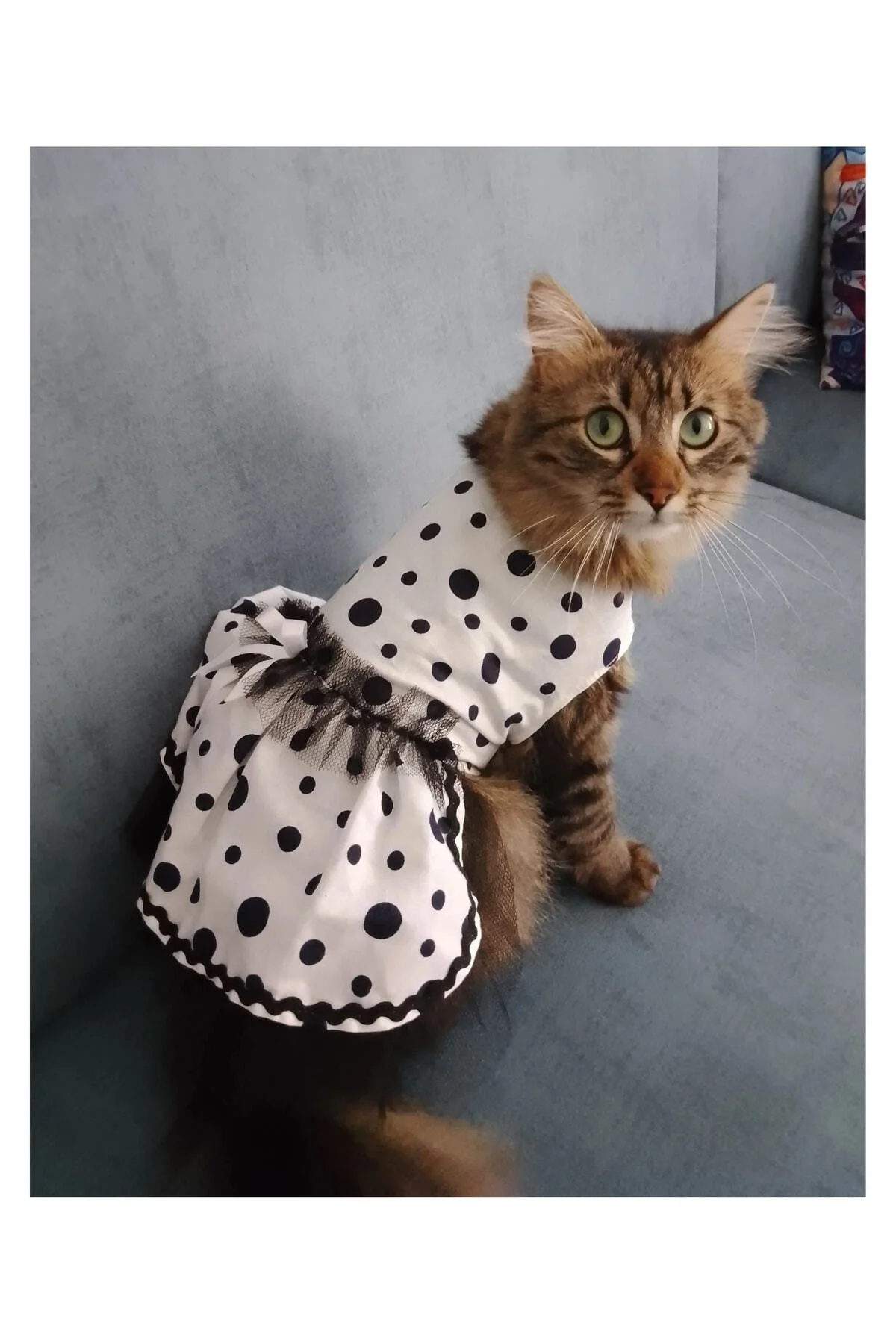 Siyah Puantiyeli Beyaz Dişi Kedi Köpek Kıyafeti Elbisesi