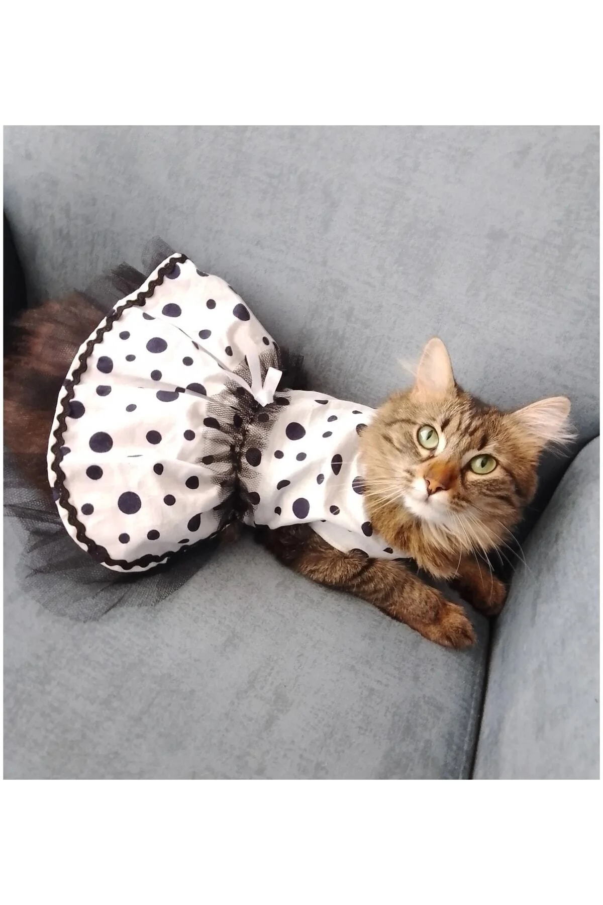 Siyah Puantiyeli Beyaz Dişi Kedi Köpek Kıyafeti Elbisesi