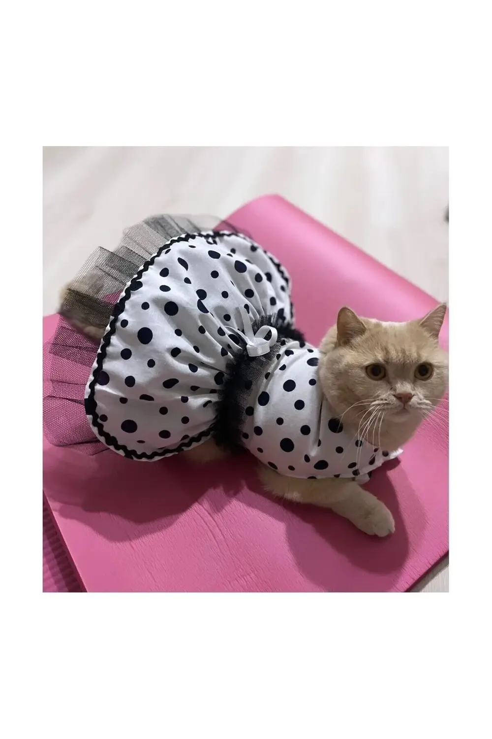 Siyah Puantiyeli Beyaz Dişi Kedi Köpek Kıyafeti Elbisesi