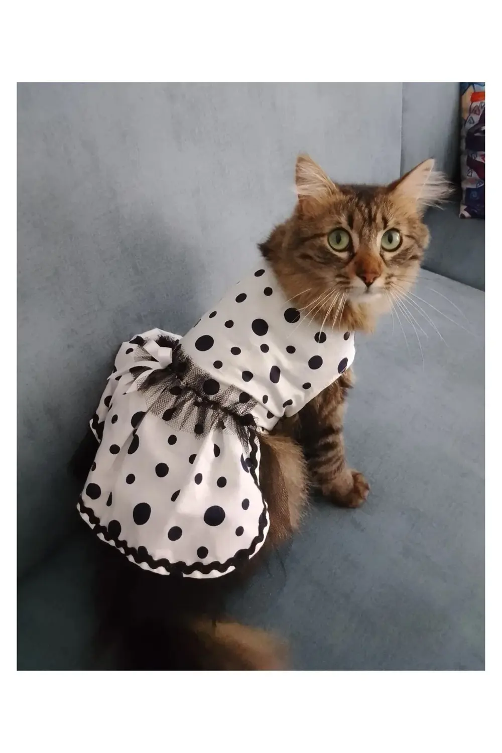 Siyah Puantiyeli Beyaz Dişi Kedi Köpek Kıyafeti Elbisesi