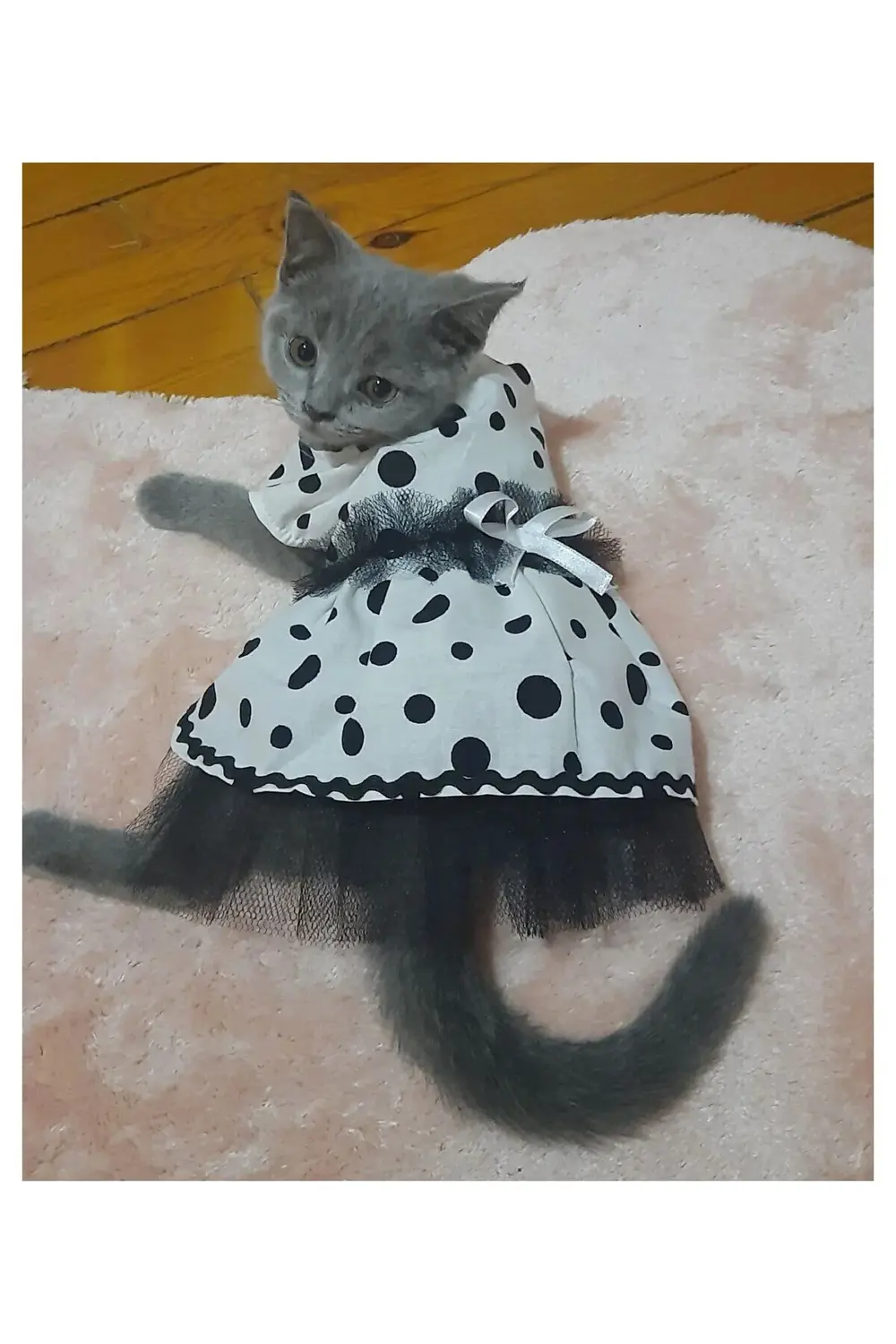 Siyah Puantiyeli Beyaz Dişi Kedi Köpek Kıyafeti Elbisesi