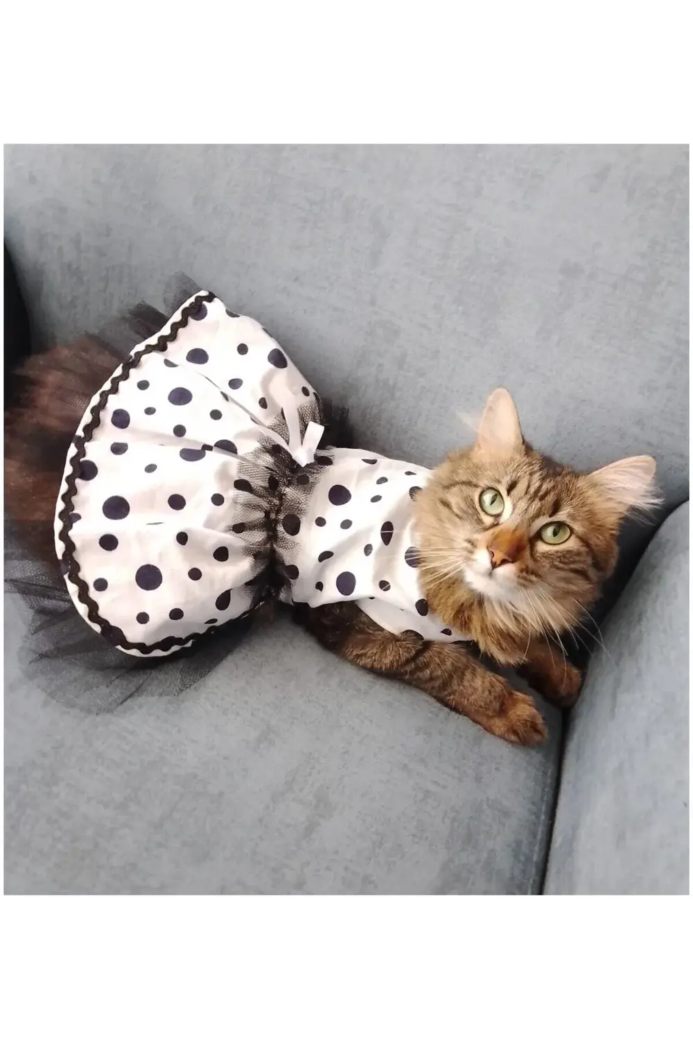 Siyah Puantiyeli Beyaz Dişi Kedi Köpek Kıyafeti Elbisesi