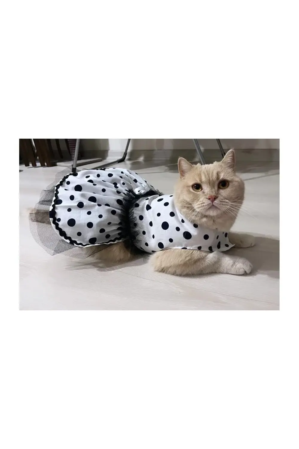 Siyah Puantiyeli Beyaz Dişi Kedi Köpek Kıyafeti Elbisesi