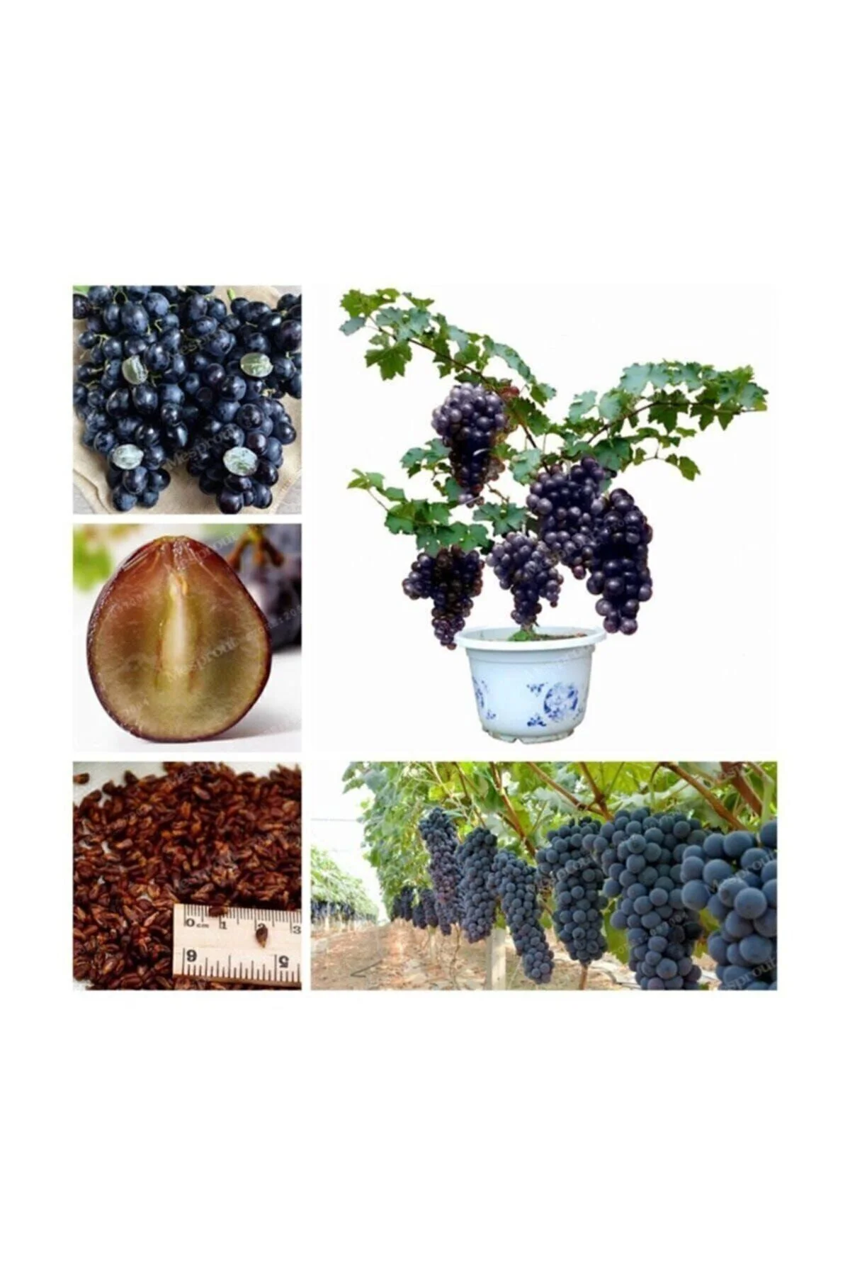 Siyah Üzüm Bonzai Ağacı Tohumu 5 Adet Bonsai Ağacı Tohumu Fiyatı, Yorumları ve Özellikleri