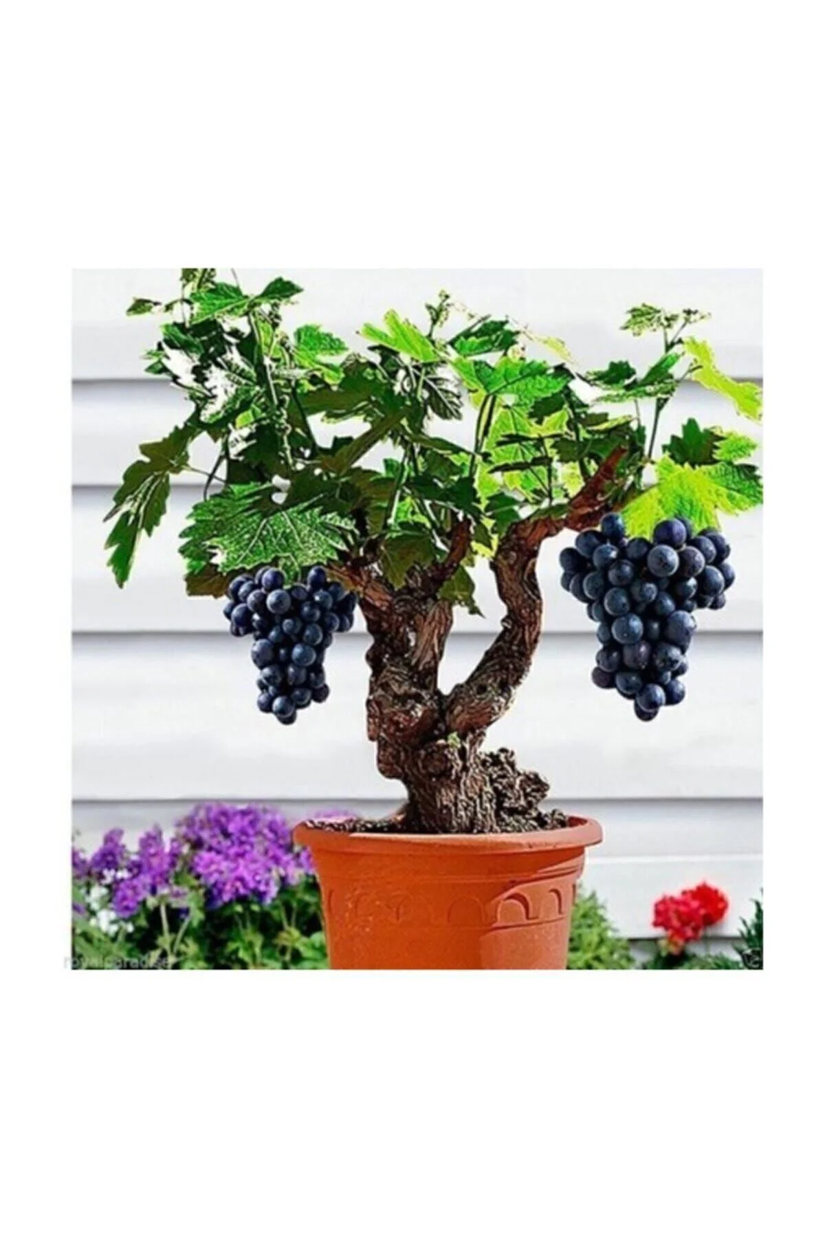 Siyah Üzüm Bonzai Ağacı Tohumu 5 Adet Bonsai Ağacı Tohumu Fiyatı, Yorumları ve Özellikleri