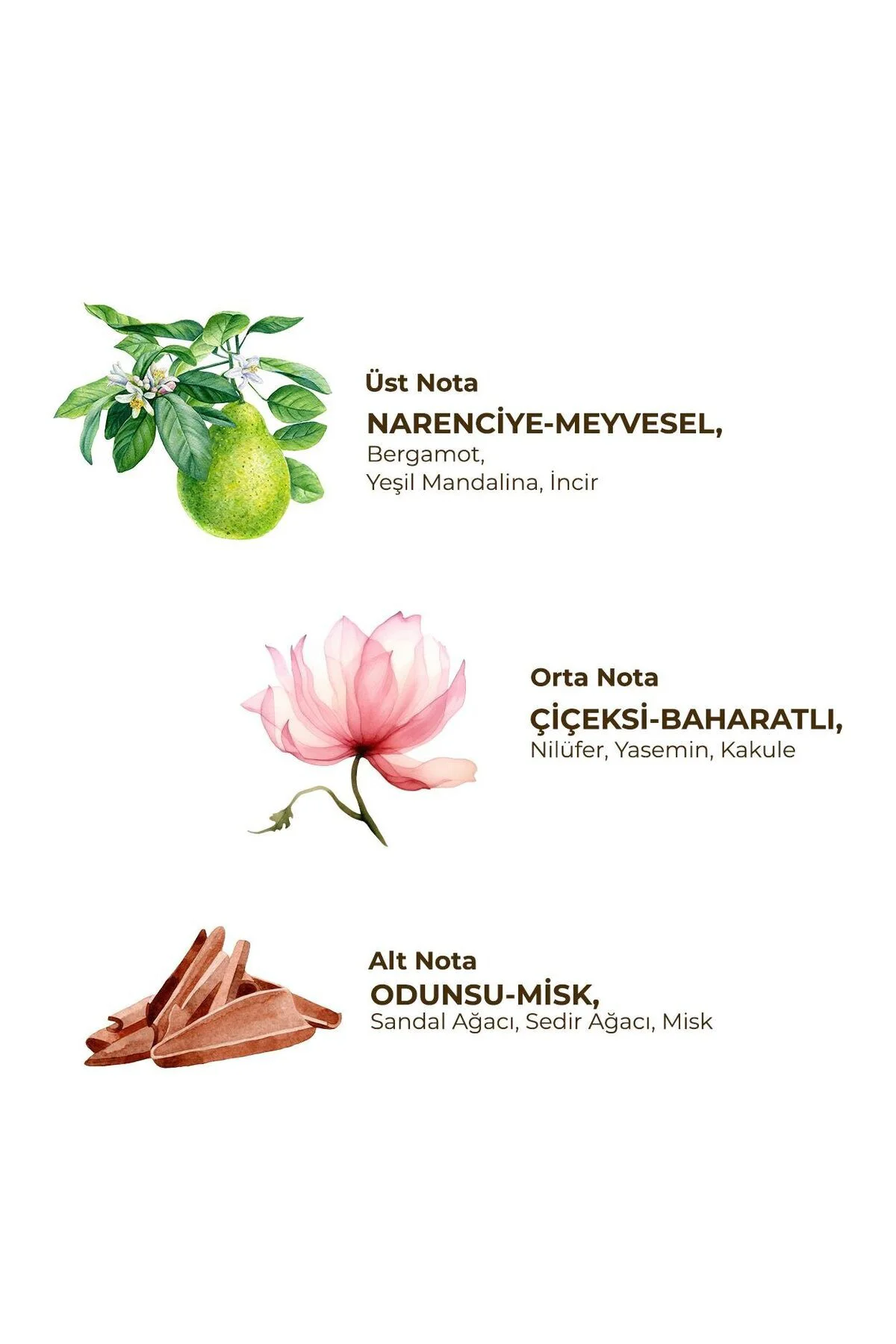 Soft Active Floral Kadın Roll On Deodorant 3x75 ml Soft Active Floral Kadın Roll On Deodorant 3x75 ml