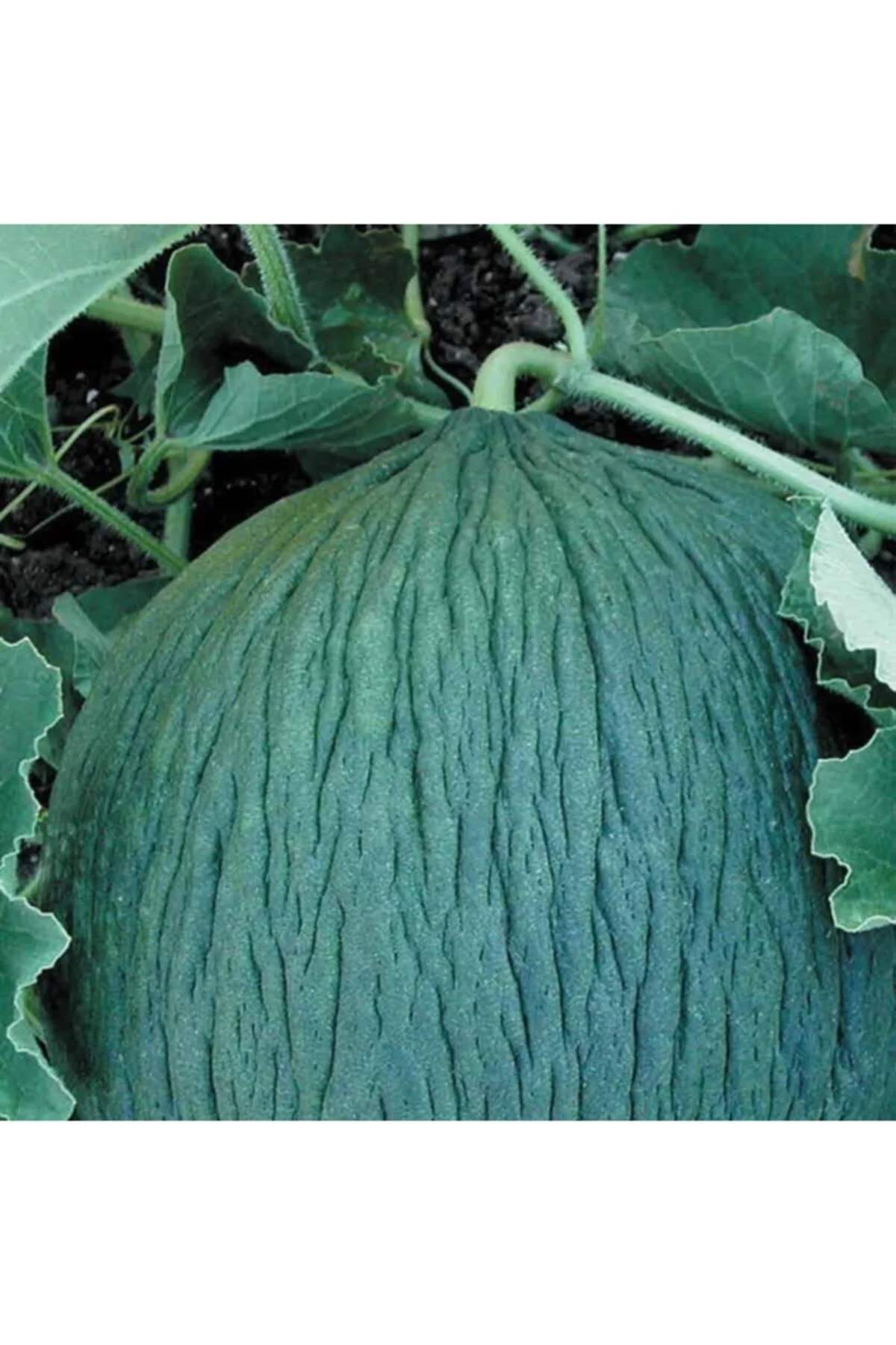 Soğuklara Dayanıklı Hasanbey Kavun Tohumu 10 Gram Soğuklara Dayanıklı Hasanbey Kavun Tohumu 10 Gram