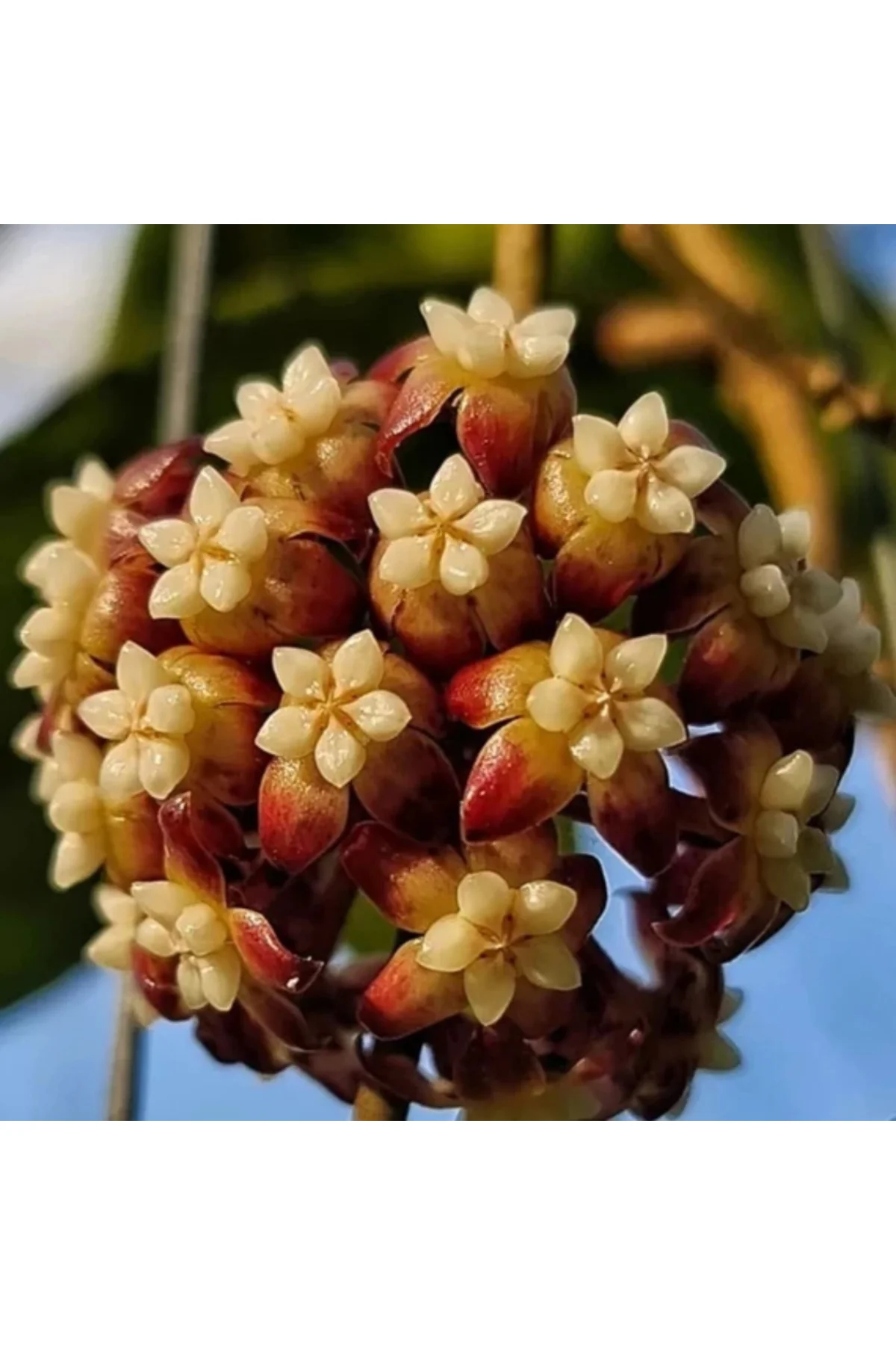 Sonbahar Kızılı Mum Çiçeği (Hoya carnosa 'Autumn Blaze')