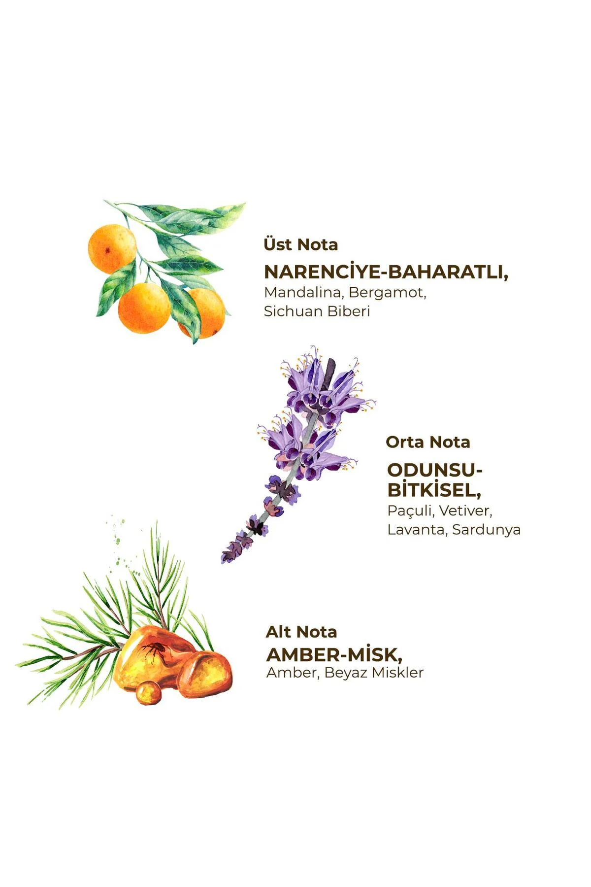 Sport - Erkek Roll On Deodorant 75 ml Fiyatı, Yorumları ve Özellikleri