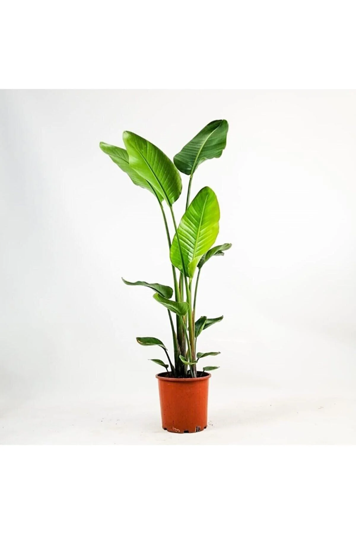 Starliçe - Beyaz Cennet Kuşu - Iki Köklü (strelitzia Nicolai) 160-200 Cm