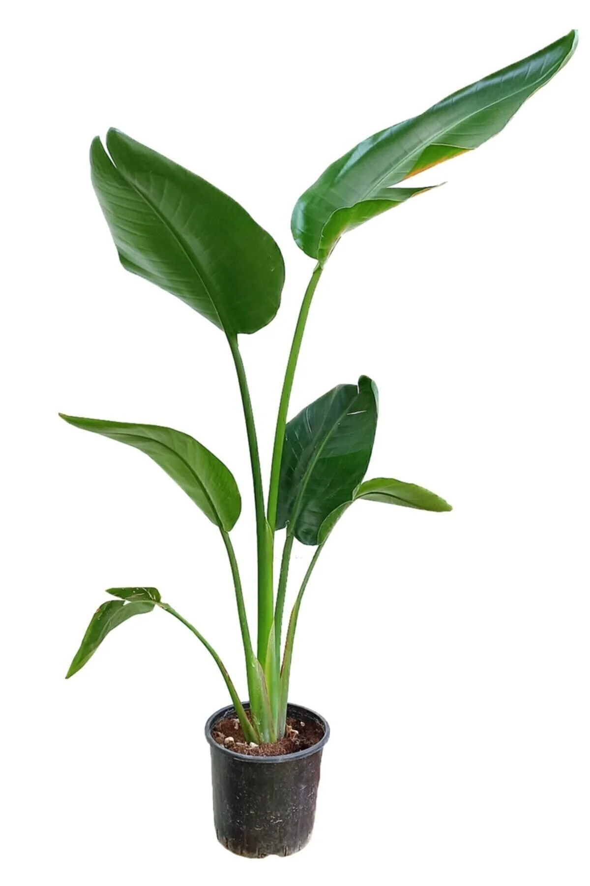 Starliçe - Beyaz Cennet Kuşu - 120-140 Cm