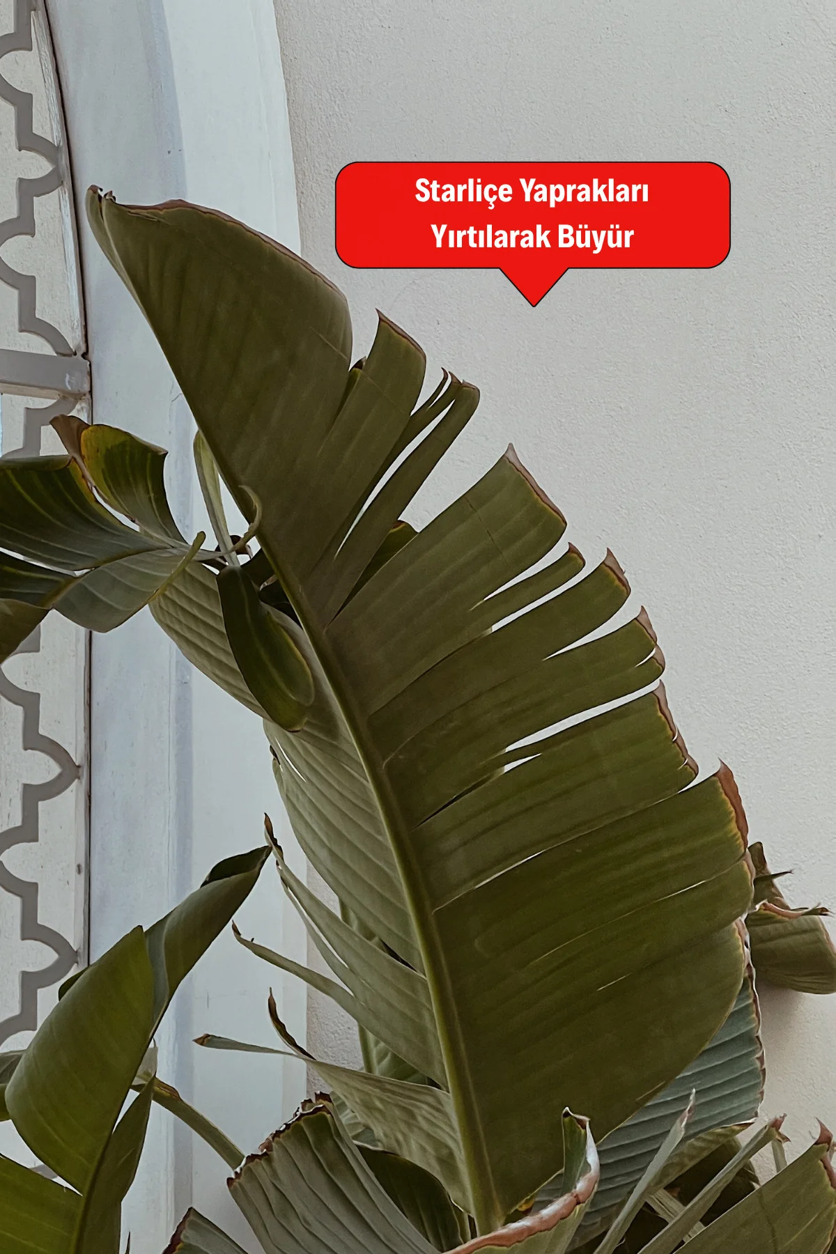 Starliçe Cennet Kuşu Çiçeği - Strelitzia Ev Bitkisi 5 Kök Canlı S
