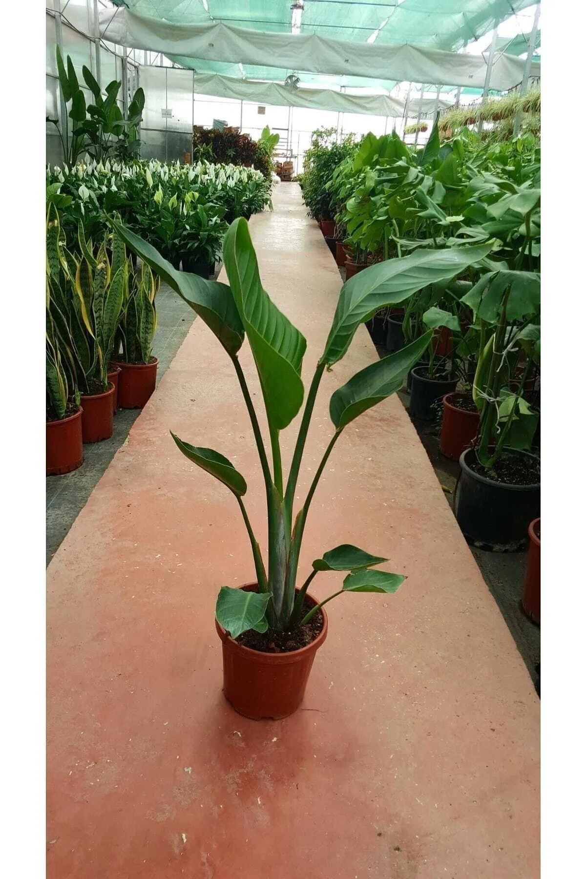 Starliçe Cennet Kuşu Strelitzia Nicolai Orta Boy 60-90 Cm