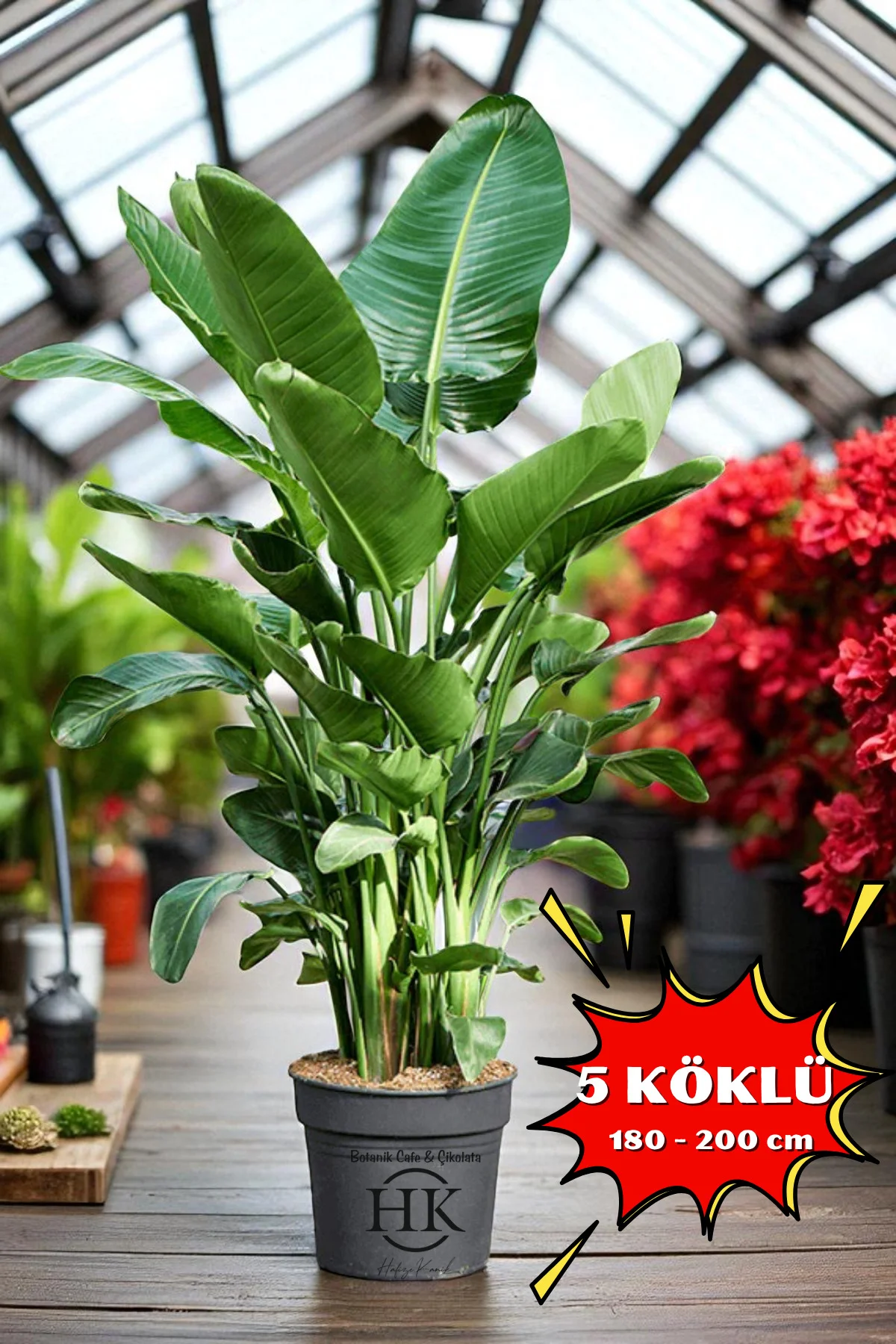 Starliçe Cennet Kuşu Çiçeği - Strelitzia Ev Bitkisi 5 Kök Canlı S