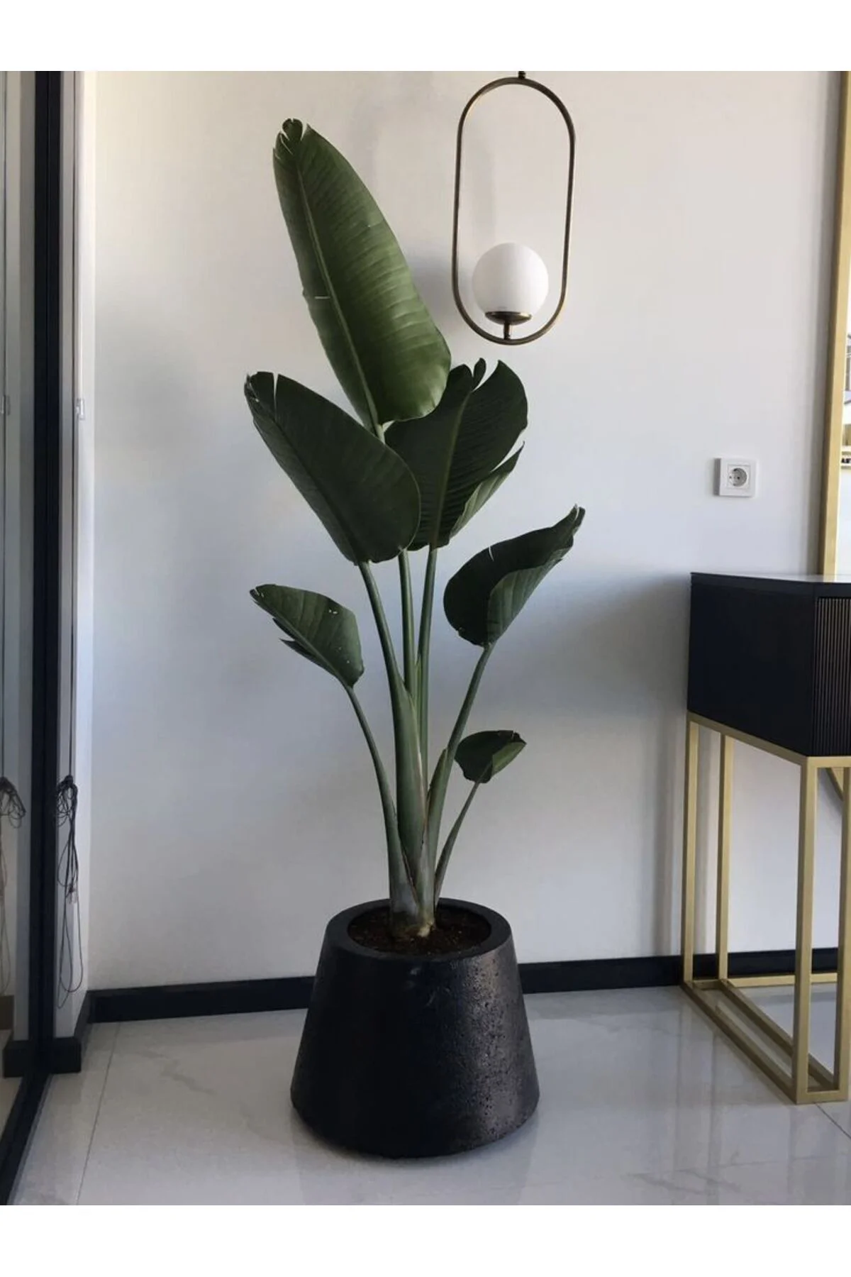 Starliçe Cennet Kuşu Çiçeği - Büyük Boy 120 - 150+ cm Tek Gövdeli