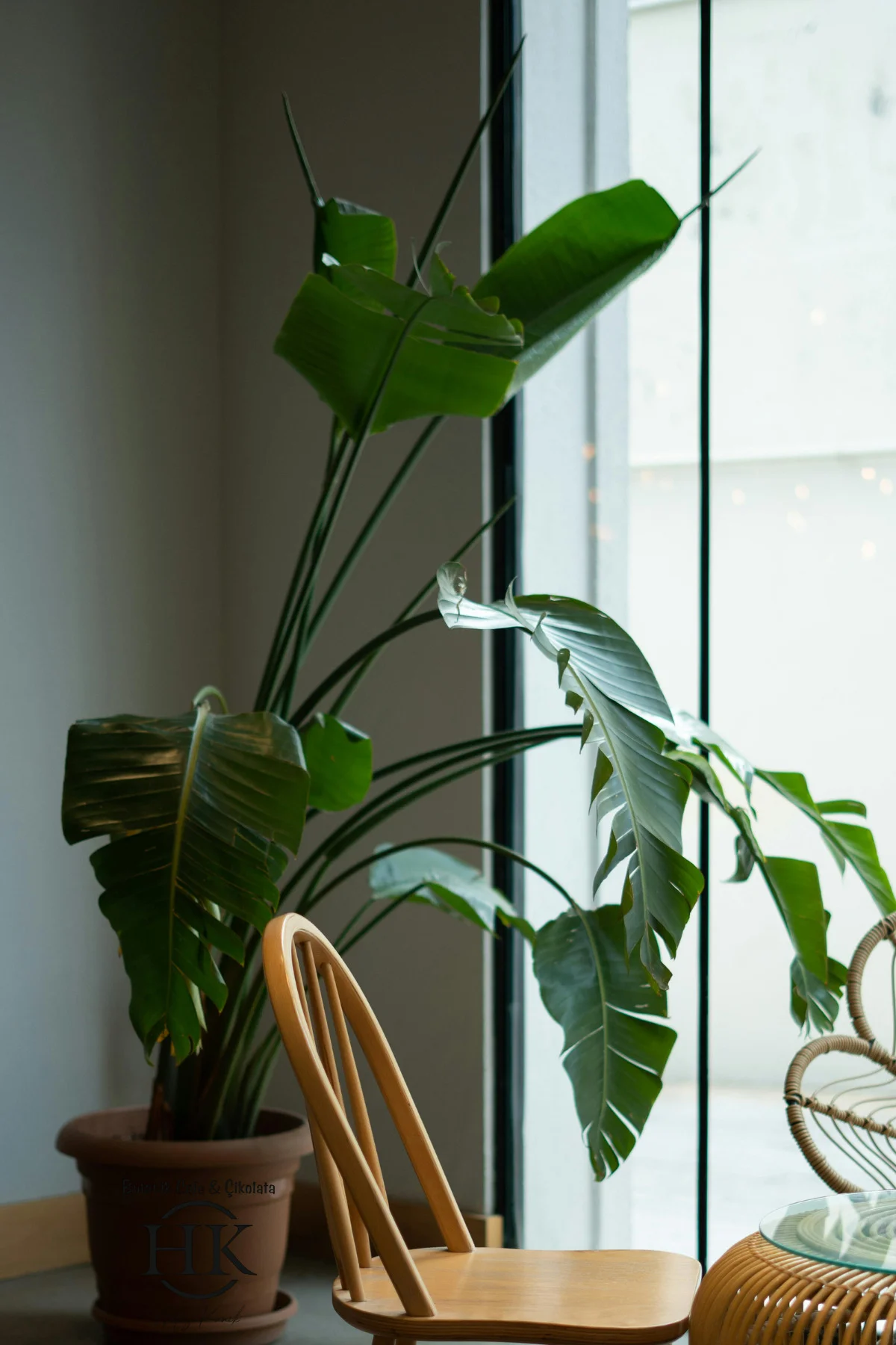 Starliçe Cennet Kuşu Çiçeği - Strelitzia Ev Bitkisi 5 Kök Canlı S