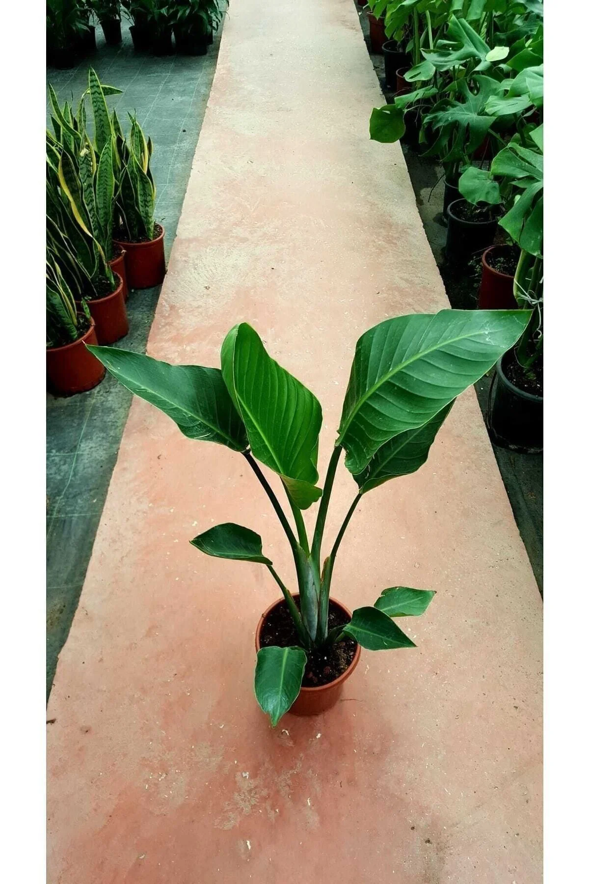 Starliçe Cennet Kuşu Strelitzia Nicolai Orta Boy 60-90 Cm