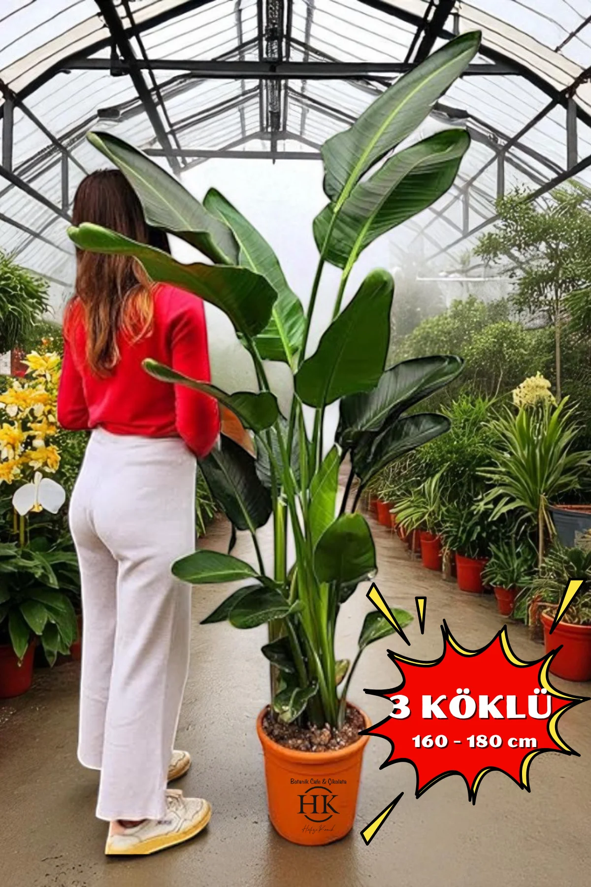 Starliçe Cennet Kuşu Çiçeği - Strelitzia Ev Bitkisi 3 Kök Canlı S