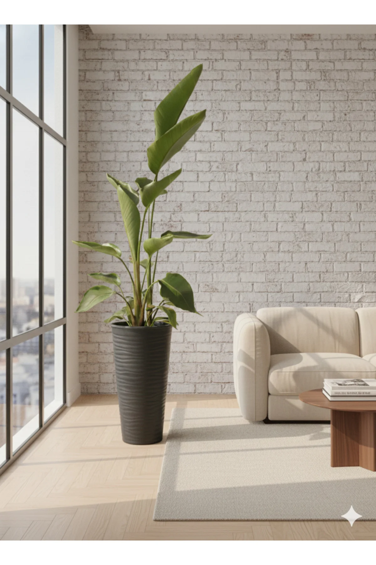 Starliçe Dev Boy Antrasit Saksılı (180-200 cm) - 3 Kök - Modern Ofis ve Evlerin Odağı