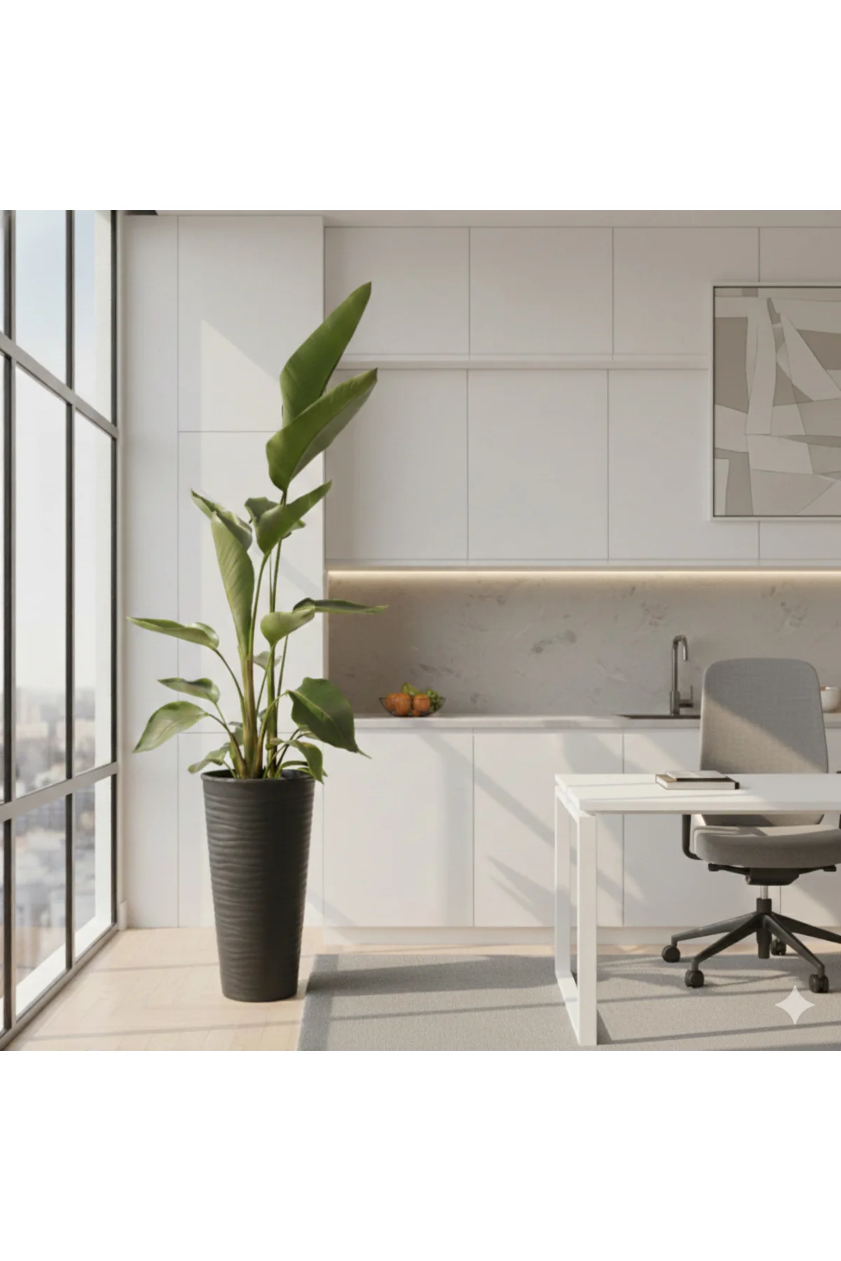 Starliçe Dev Boy Antrasit Saksılı (180-200 cm) - 3 Kök - Modern Ofis ve Evlerin Odağı