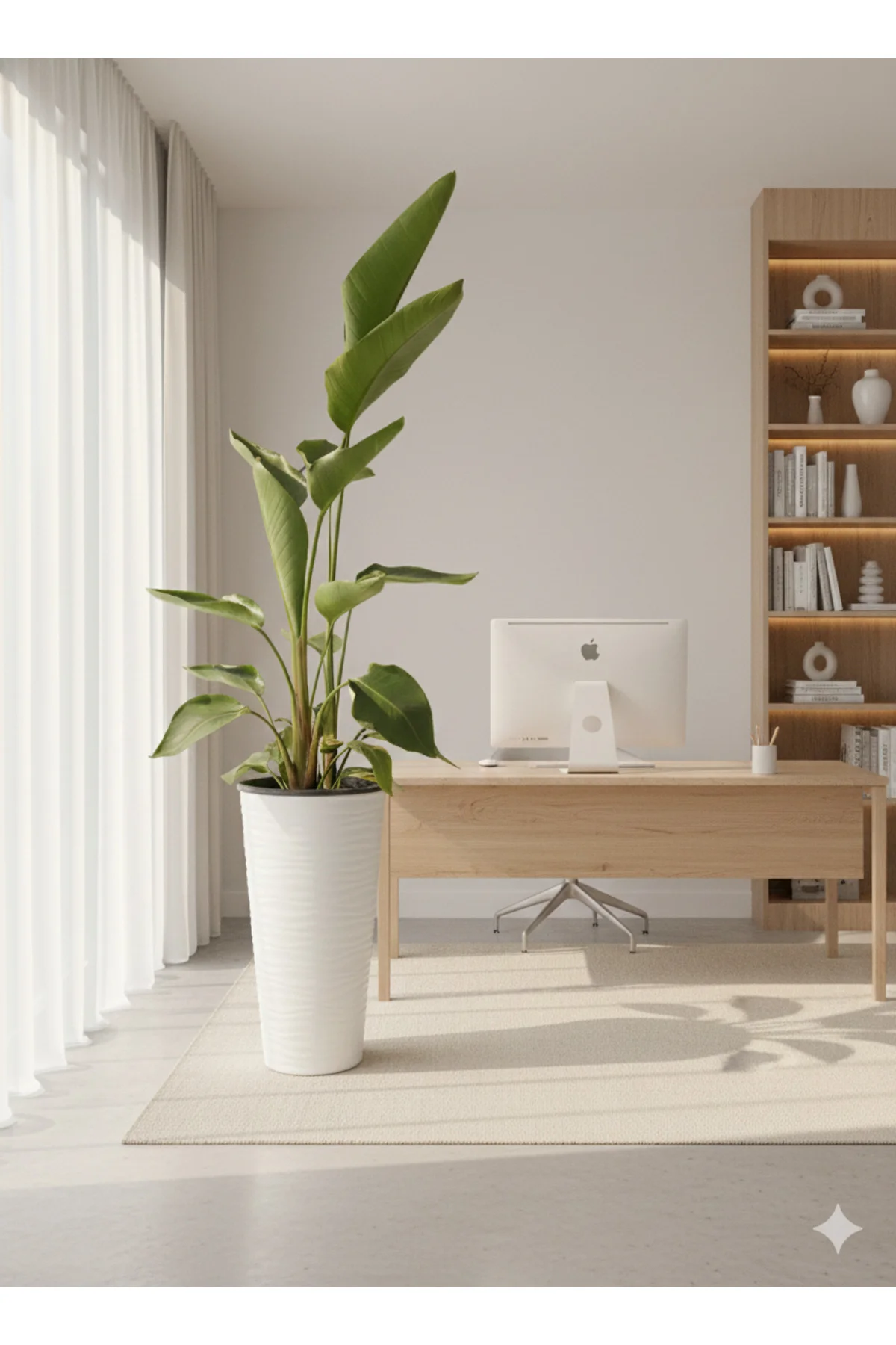 Starliçe Dev Boy (Saksı Dahil 180-200 cm) - 3 Kök - Modern Ofis ve Evlerin Odağı