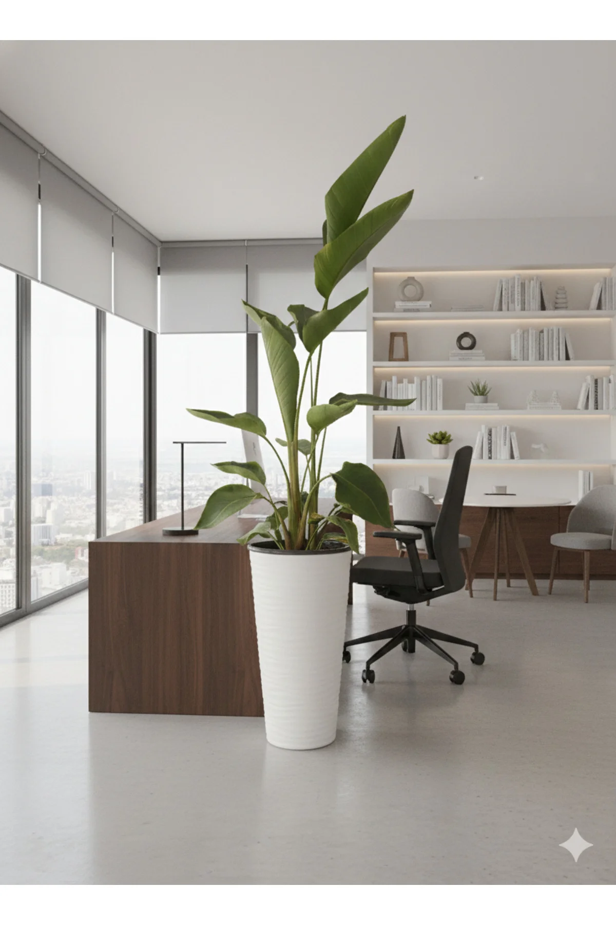 Starliçe Dev Boy (Saksı Dahil 180-200 cm) - 3 Kök - Modern Ofis ve Evlerin Odağı
