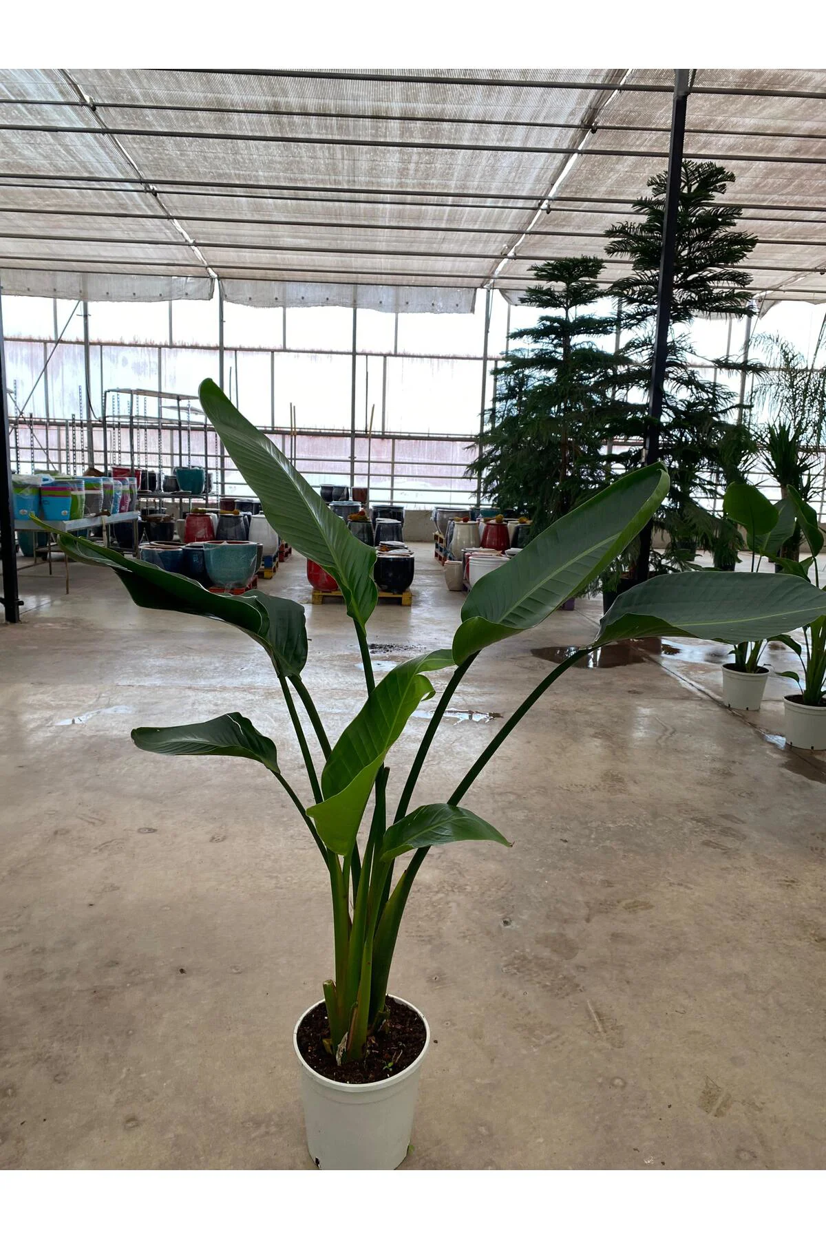 Starliçe İki Köklü ( Strelitzia ) 120-140 cm Ev, Ofis, Salon Bitk