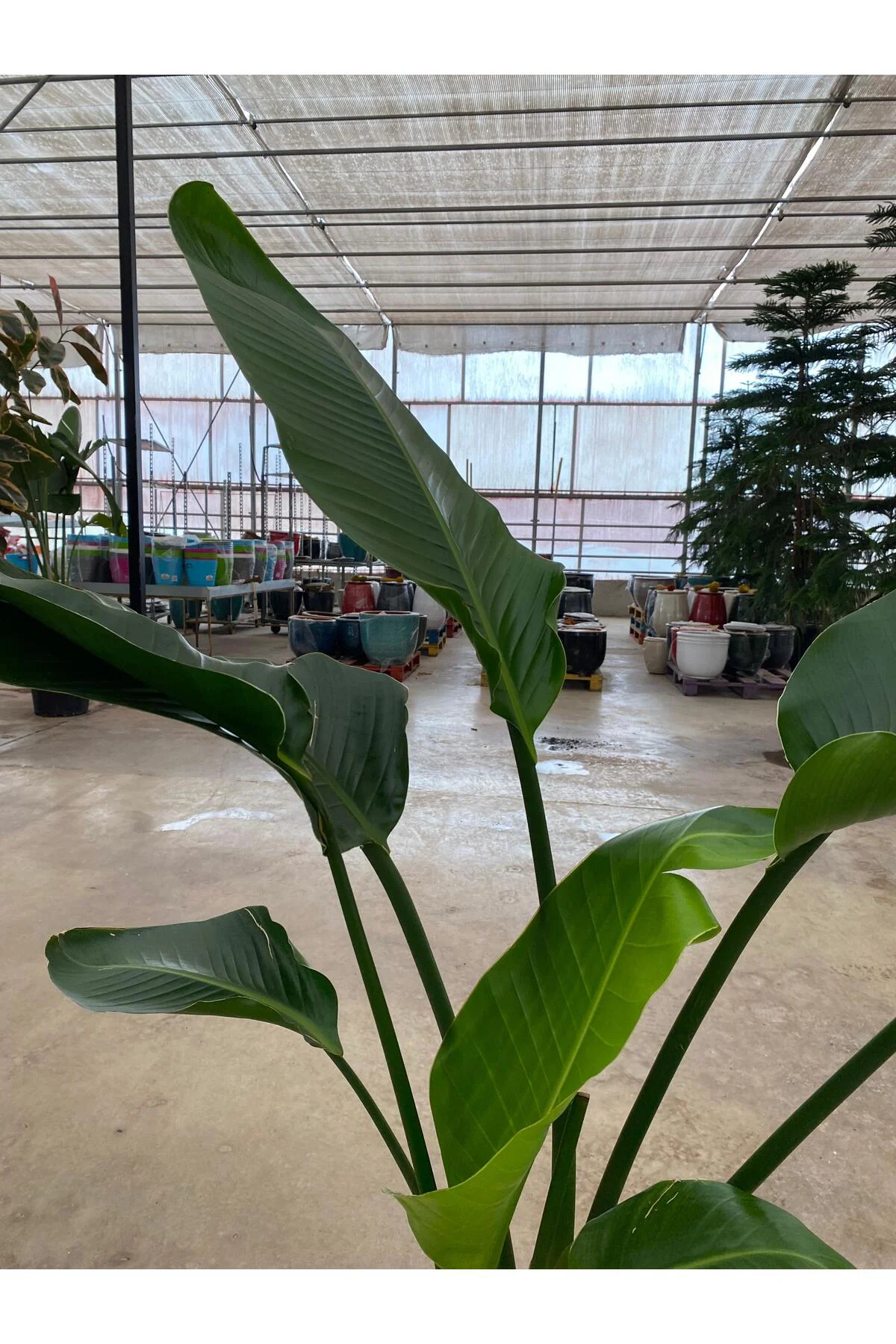 Starliçe İki Köklü ( Strelitzia ) 120-140 cm Ev, Ofis, Salon Bitk