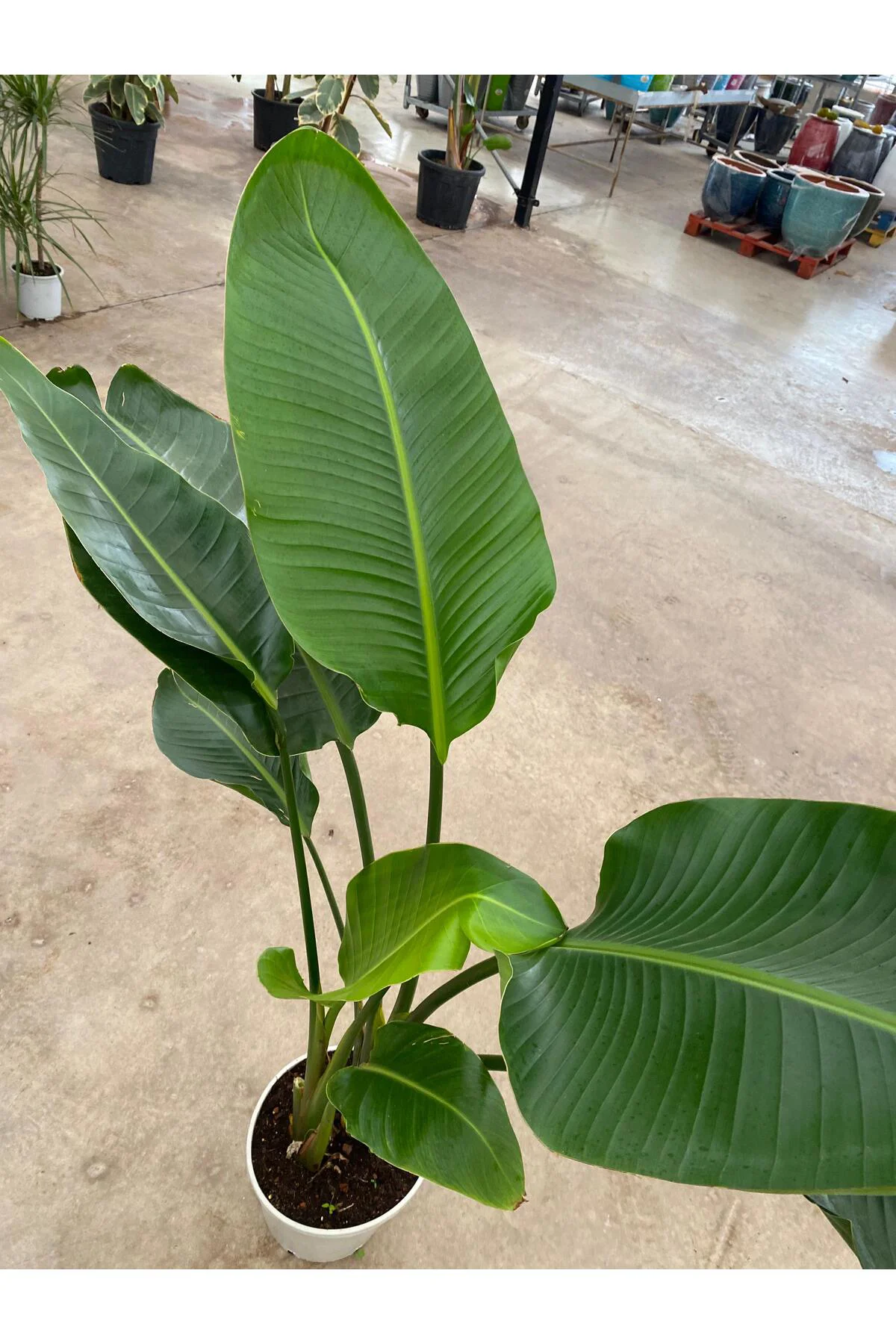 Starliçe İki Köklü ( Strelitzia ) 120-140 cm Ev, Ofis, Salon Bitk