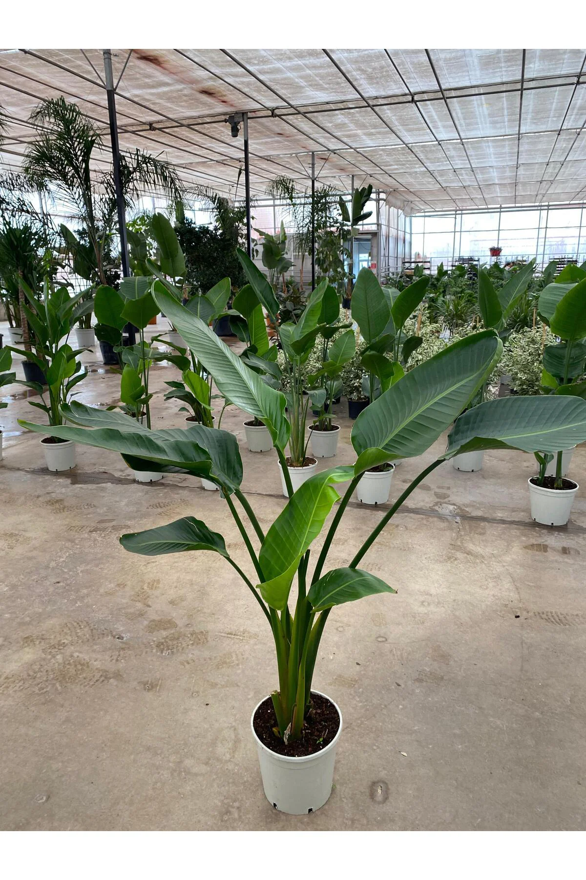 Starliçe İki Köklü ( Strelitzia ) 120-140 cm Ev, Ofis, Salon Bitk
