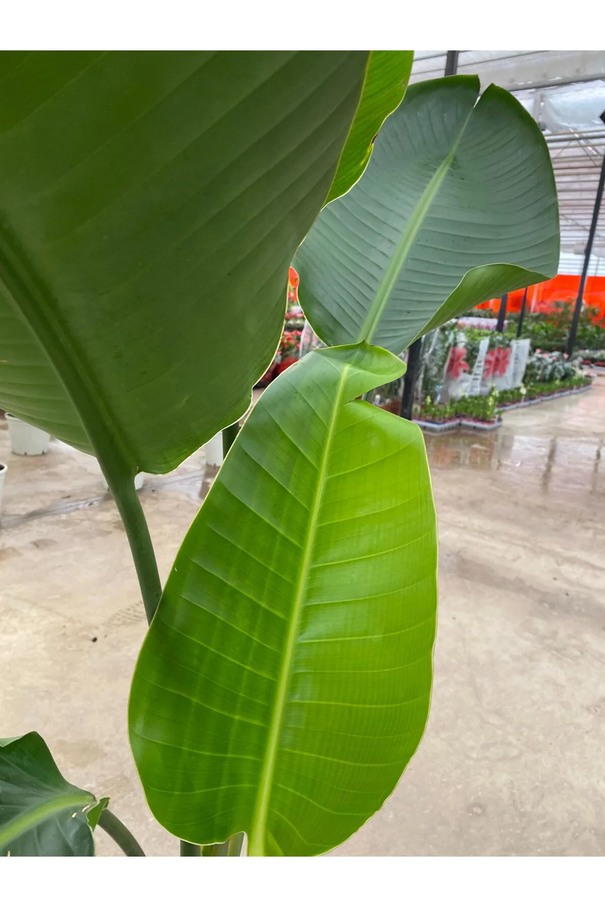 Starliçe İki Köklü ( Strelitzia ) 120-140 cm Ev, Ofis, Salon Bitk