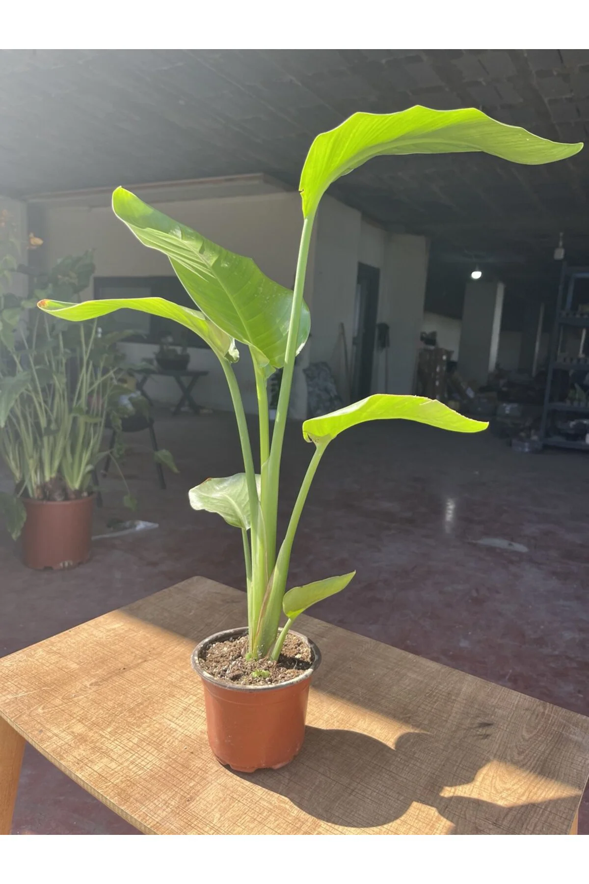 Starliçe (Strelitzia nicolai) Cennet Kuşu Çiçeği 70 - 80 cm Starliçe (Strelitzia nicolai) Cennet Kuşu Çiçeği 70 - 80 cm