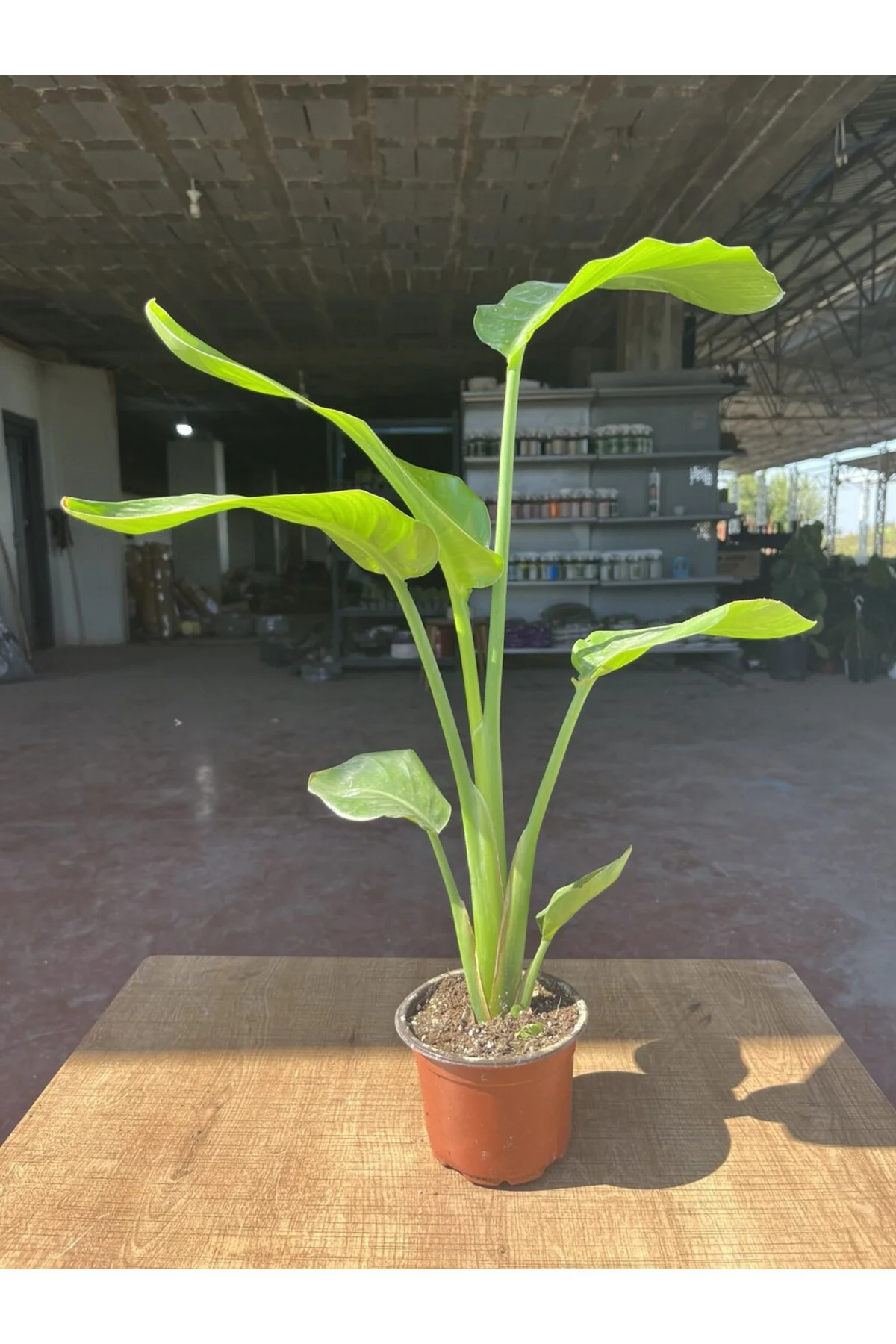 Starliçe (Strelitzia nicolai) Cennet Kuşu Çiçeği 70 - 80 cm Starliçe (Strelitzia nicolai) Cennet Kuşu Çiçeği 70 - 80 cm